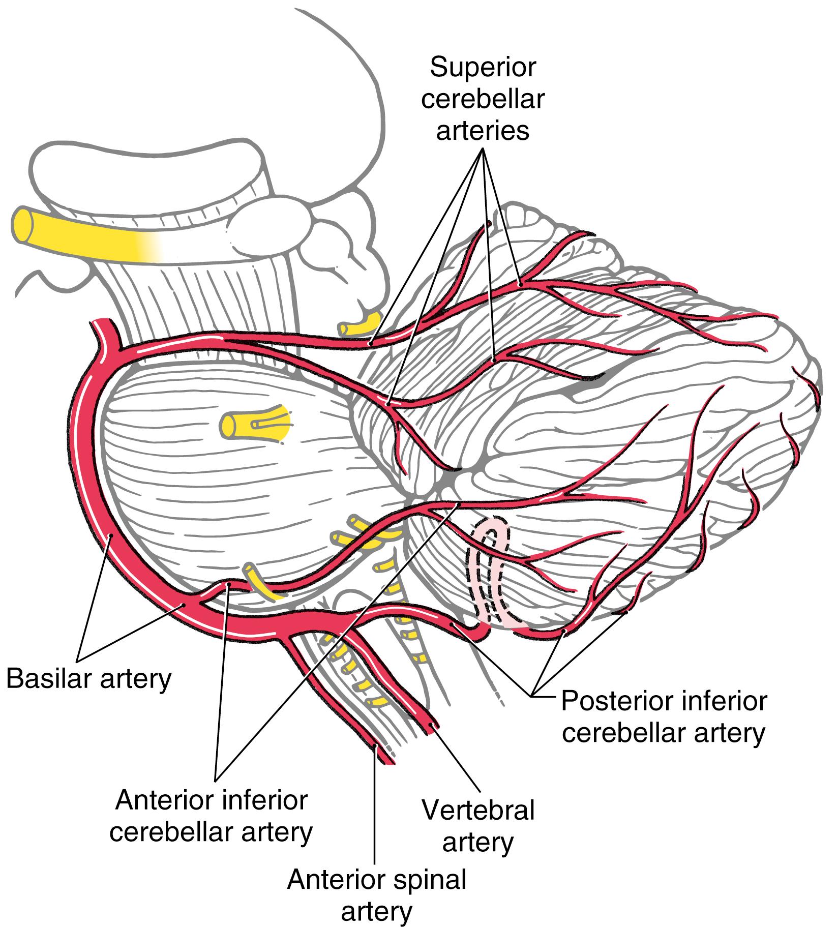 Fig. 27.7, Origin and course of arteries serving the cerebellum as seen in lateral aspect.