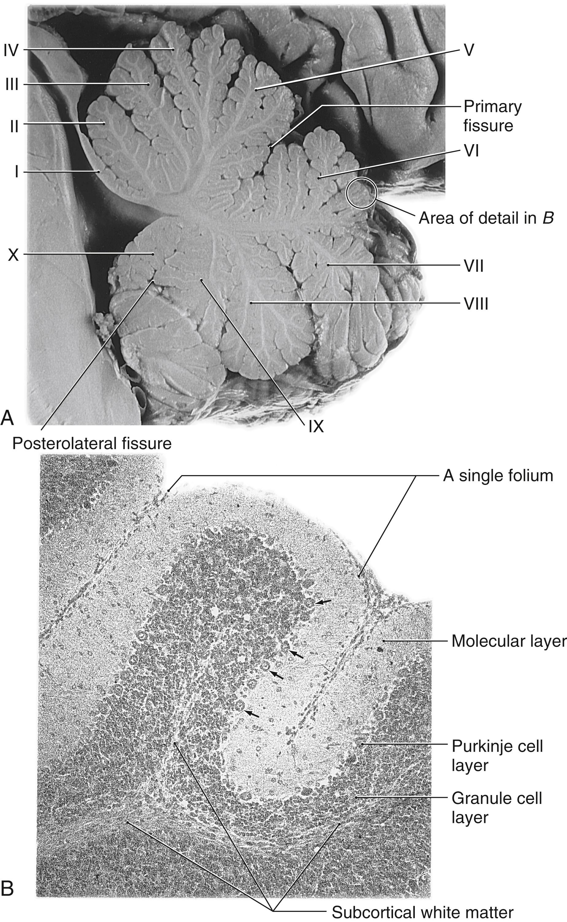 Fig. 27.8, Midsagittal view ( A ) of the cerebellum showing the main fissures and lobules and a detail ( B ) of the cortex showing the cortical layers as seen in a neutral red–stained section. Arrows point to representative Purkinje cell bodies.