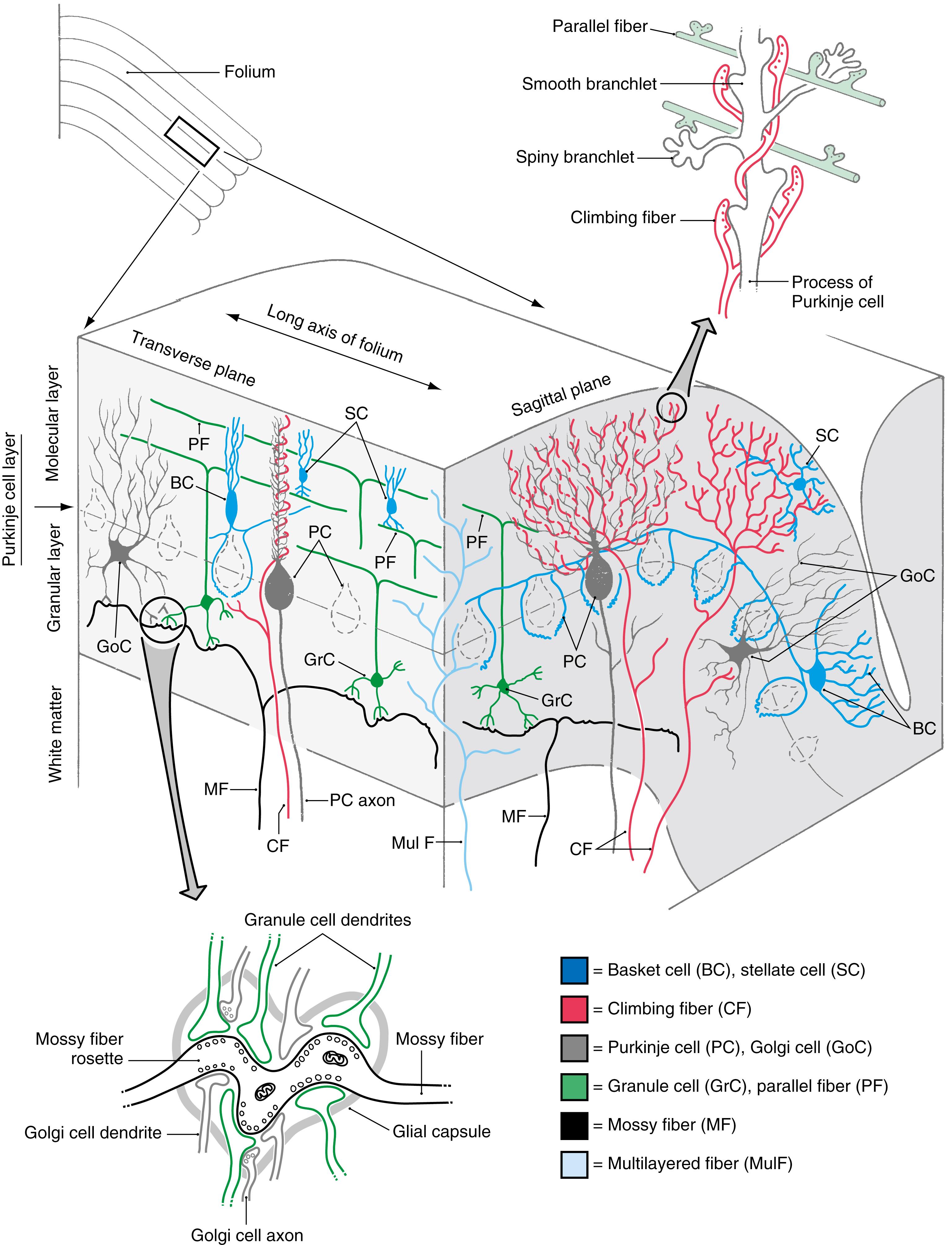 Fig. 27.9, Cell types and synaptic relations in the cerebellar cortex in transverse and sagittal planes. Note the structure of the cerebellar glomerulus ( lower left ) and the interaction of parallel and climbing fibers ( upper right ) with the dendritic processes of Purkinje cells. Compare with Fig. 27.10 . Because of their regional specificity, the unipolar brush cells are not shown (see Fig. 27.11 ).