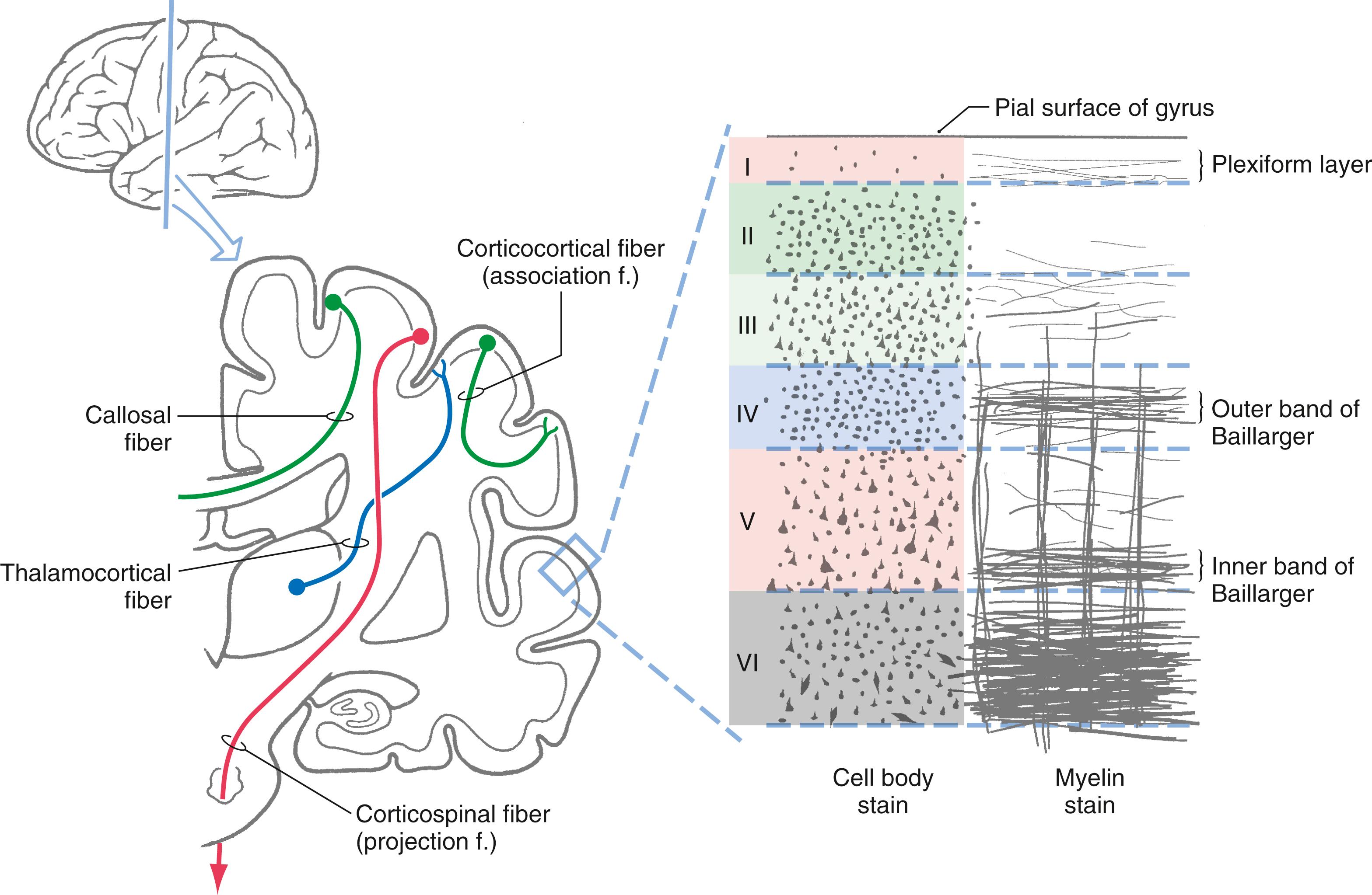 Fig. 32.1, A coronal section through the hemisphere ( left ) showing the major types of fibers projecting to and from the cerebral cortex. The representation on the right shows layers (I to VI) of the cerebral cortex as they appear after staining for cell bodies or for the myelin sheath.