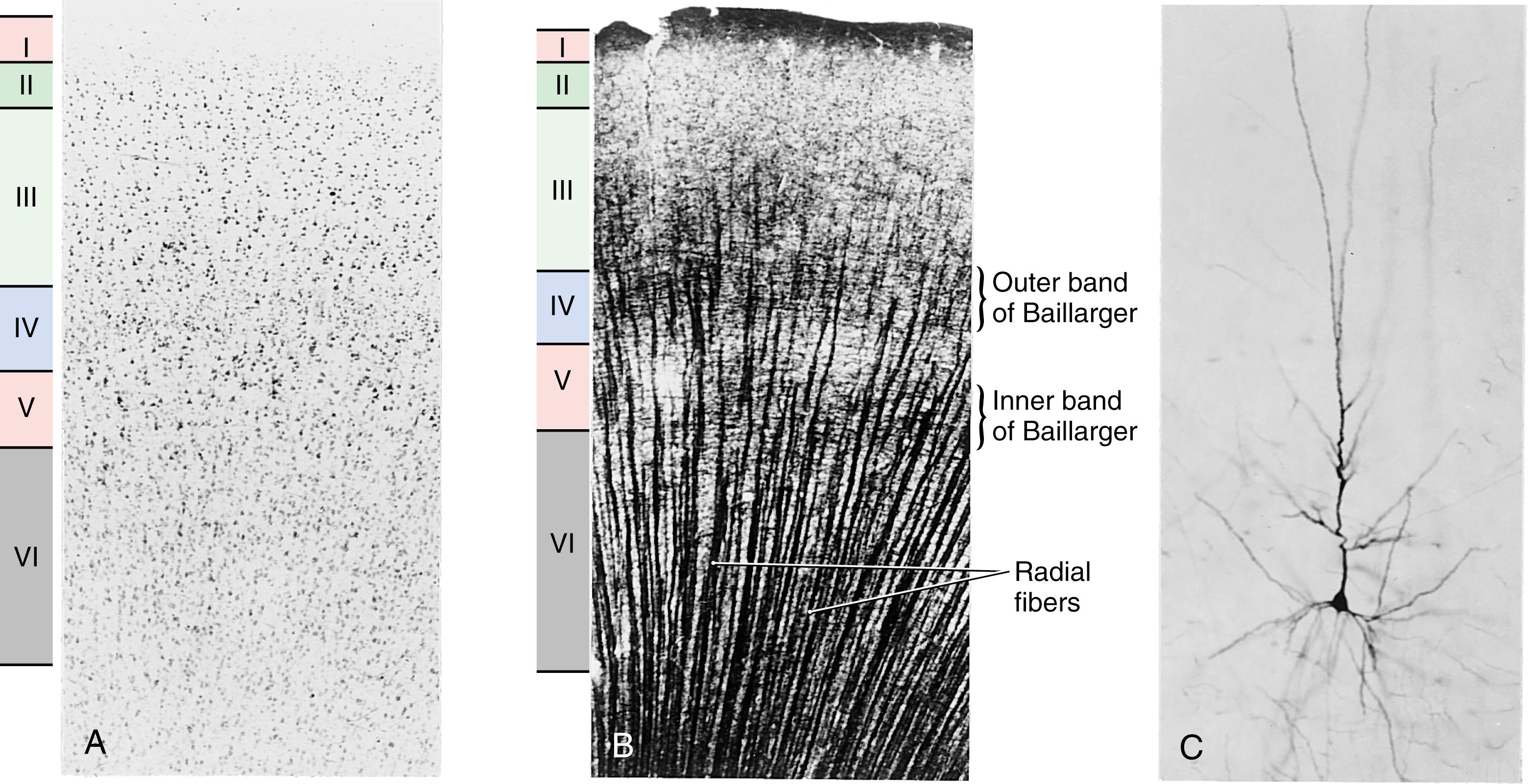 Fig. 32.2, Nissl ( A ) and myelin ( B ) stains of adjacent sections of the human cerebral cortex and a Golgi impregnation ( C ) of a pyramidal neuron in the primate neocortex.