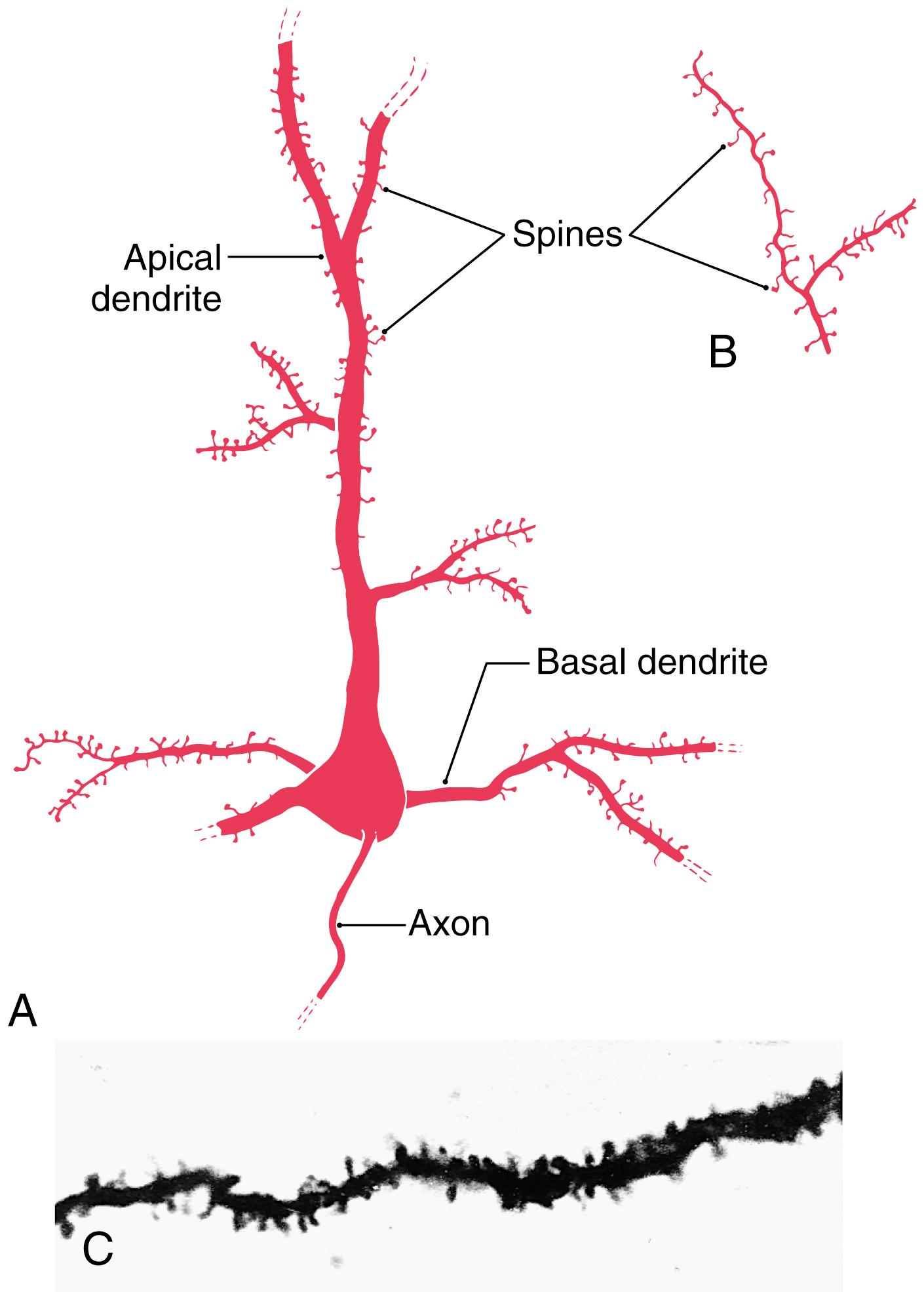 Fig. 32.3, Examples of spines on basal and apical dendrites ( A and C ) and on the terminal ramifications of apical dendrites ( B ).