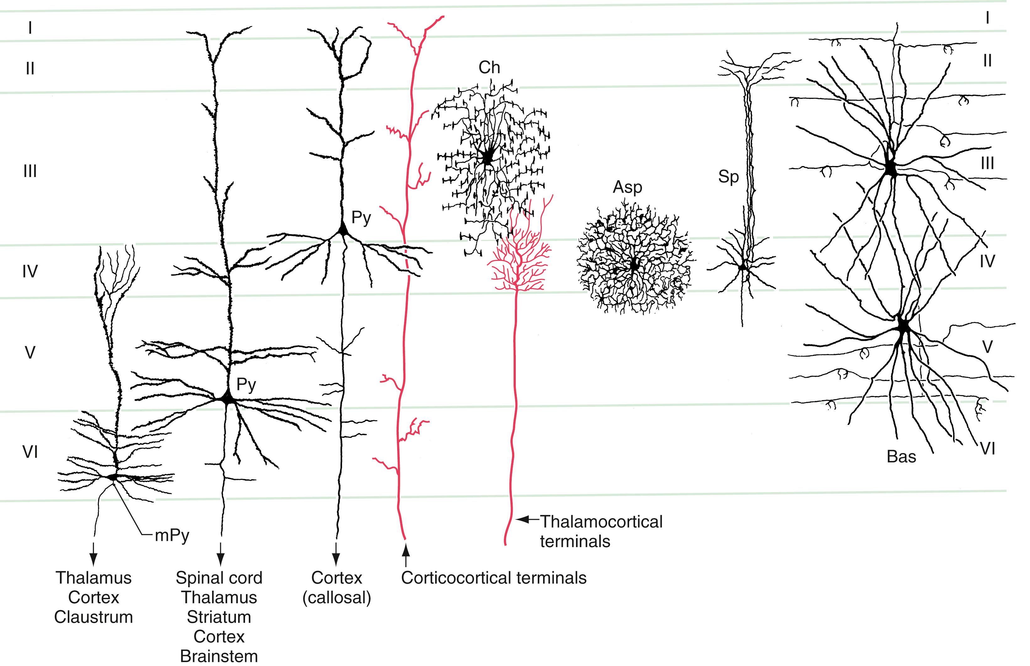 Fig. 32.4, Representative cell types in the cerebral cortex and the layers in which their cell bodies and dendrites are found. Dendrites of pyramidal cells ( Py ) of layers II, III, and V extend into layer I, whereas those of modified pyramidal cells ( mPy ) in layer VI extend only to about layer IV. Chandelier cells ( Ch ) are restricted almost entirely to layer III. The somata of aspiny and spiny stellate neurons ( Asp, Sp ) are in layer IV, although their processes extend into other layers. Basket cells ( Bas ) have processes that collectively extend into all cortical layers from cell bodies located mainly in layers III and V.