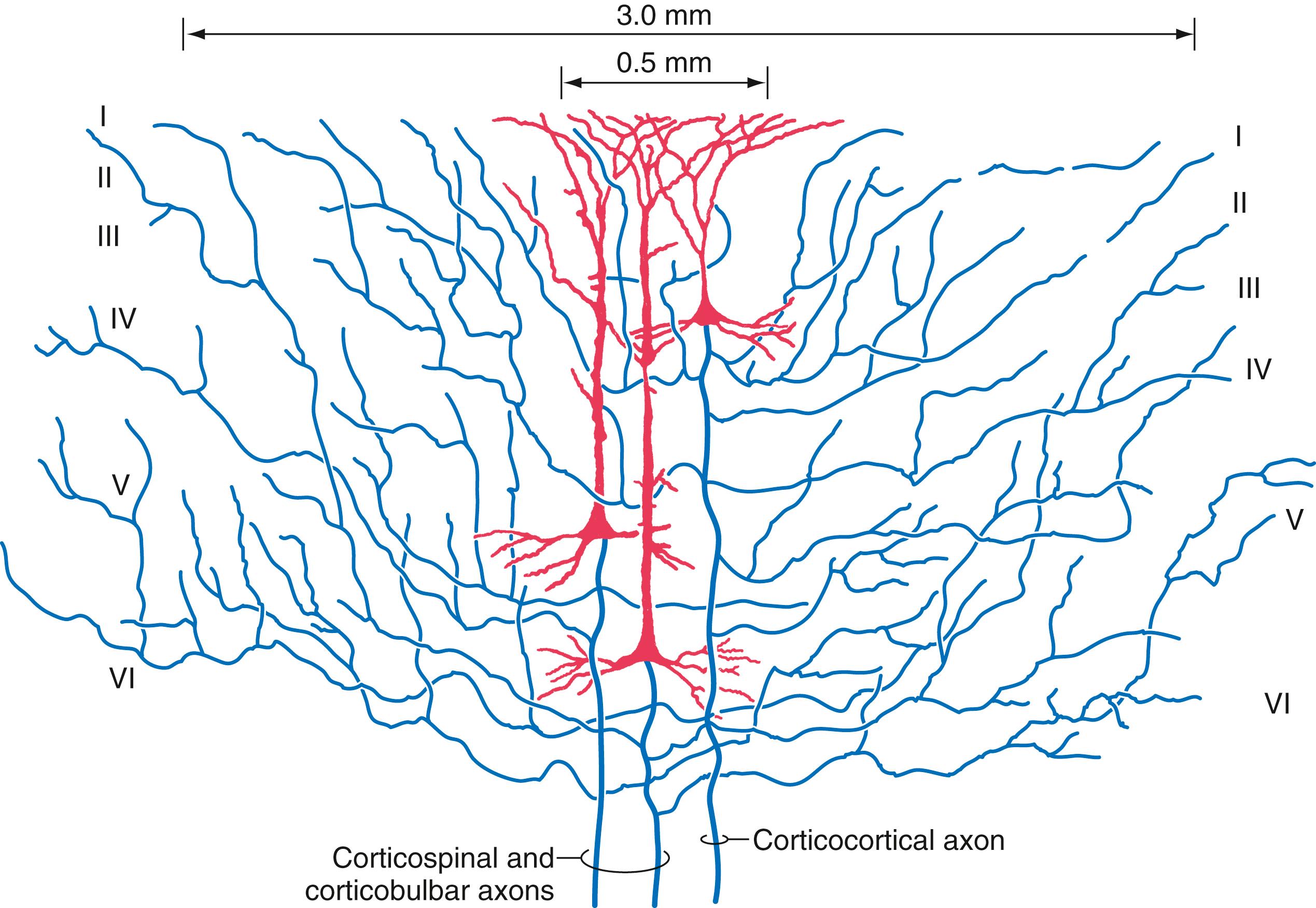 Fig. 32.5, The cell bodies and dendrites (in red ) of three pyramidal cells in the cerebral cortex compared with the intracortical distribution of axons (in blue ) arising from these cells. Axon collaterals distribute over a much wider area than do the dendrites arising from the same cell.