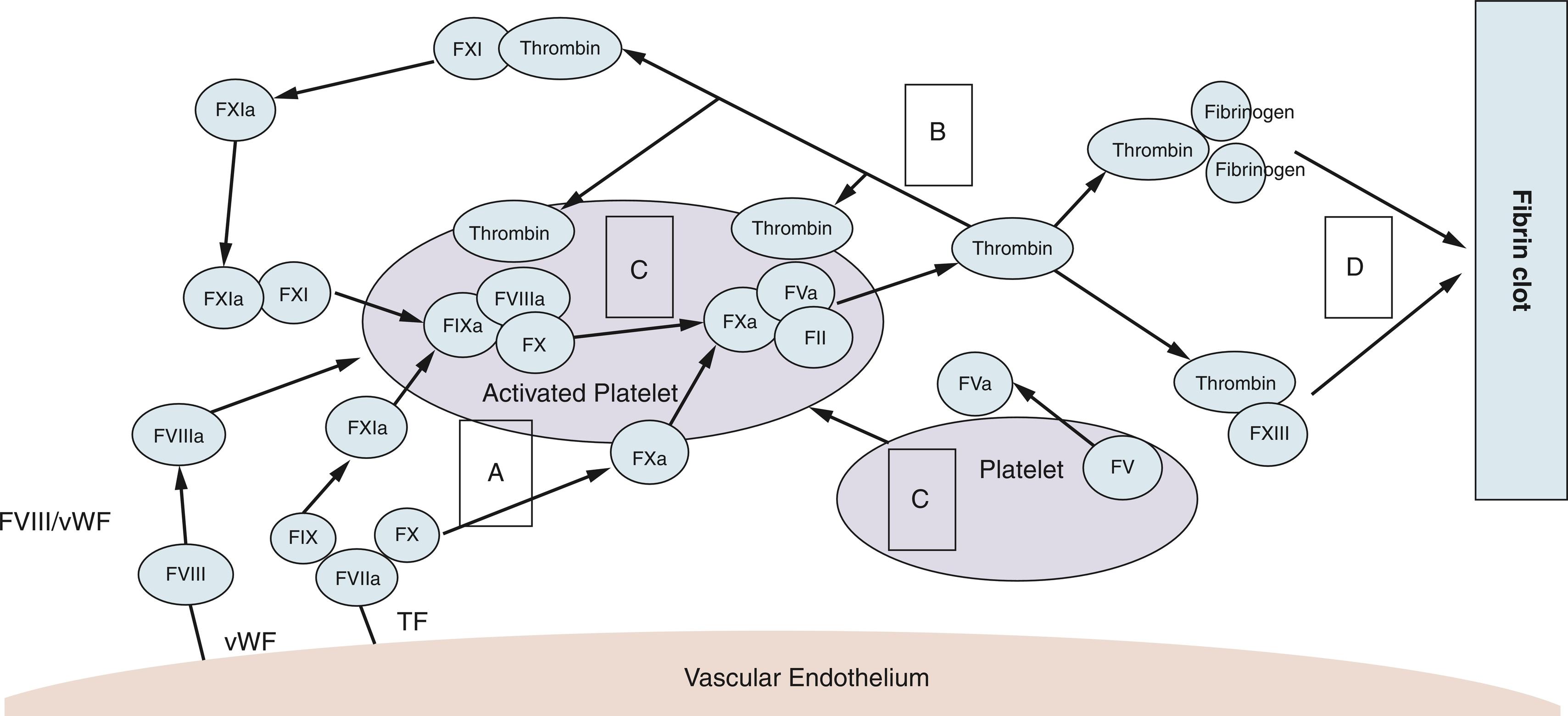 Fig. 3.1, The cell-based coagulation model integrated with the coagulation cascade. The coagulation process is activated in vivo by endothelial exposure of tissue factor (TF) binding to activated factor VII (FVIIa) , which then activates FIX and FX (A, initiation phase) . The small amount of generated thrombin activates FV, FVIII, and FIX and increases the thrombin generation in a feedback loop (B, amplification) . The increasing thrombin generation produces large amounts of FXa and conversion of platelets to activated platelets and FVa, increasing the clot formation (C, propagation) . The fibrin monomer formation and sufficient amount of thrombin activate FXIII, which cross-links the fibrin into a stable fibrin clot (D, stabilization) . vWF, von Willebrand factor.