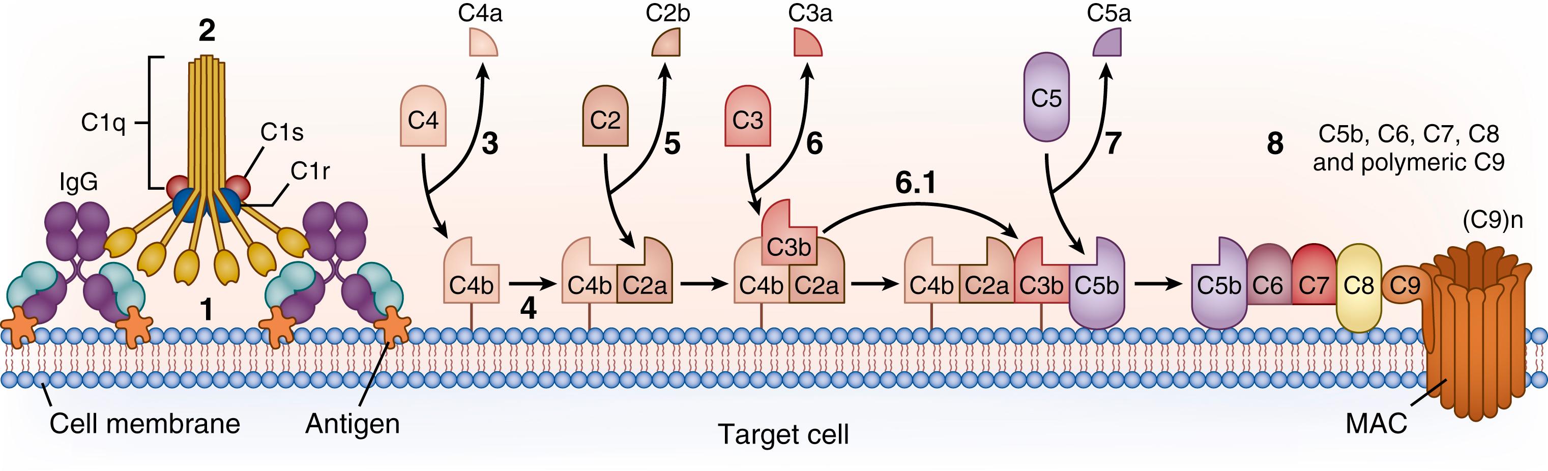 Fig. 120.1, Detailed schematic representation of the classical complement pathway, showing initiation by binding of the C1q component of C1 to the Fc domains of two or more immunoglobulin G (IgG) antibody molecules bound to antigen on the surface of a target cell. The numbers in bold indicate sequential steps that are involved in the activation of each of the components leading to the final lytic event carried out by the membrane attack complex (MAC) . (Some sources now use a revised nomenclature for the fragment of C2 , in which C2a is the small fragment which diffuses away and C2b is the larger fragment that binds with C4b and acts in the C3 convertase, C4b2b. ) 1. Binding of multiple IgGs or multiple Fabs of IgM to antigen. 2. Binding of C1q to multiple Fcs of IgG or IgM activates C1r, which activates C1s. 3. Cleavage of C4 by C1s. C4b becomes covalently attached to target. 4. C2 binds to C4b. 5. C2 bound to C4b is cleaved by C1s. C2a remains with C4b, while C2b diffuses away. 6. C3 binds to C4b2a, the classical pathway C3 convertase. C2a cleaves C3, and C3b becomes covalently attached to target. 6.1. Some C3b molecules may remain associated with C4b2a, forming the C5 convertase: C4b2a3b. 7. C5 is cleaved by the convertase. C5a, a potent chemoattractant and anaphylotoxin, diffuses away. C5b is lipophilic and associates with lipids in the cell membrane. 8. C6, C7, C8, and multiple molecules of C9 associate sequentially and form the membrane attack complex, a pore in the membrane lined by unfolded C9 molecules. Note that these steps do not involve enzymatic cleavage.