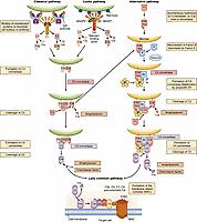 Fig. 120.2, Diagram of complement activation drawn to emphasize homology between different pathways. The classical pathway (left) is activated when C1q in the C1 complex binds to antigen-bound immunoglobulin (Ig) G or M. C1r then activates C1s. The lectin pathway (middle) is activated when the mannan-binding lectin (MBL) -MBL associated serine protease (MASP) complex binds to mannose residues of a polysaccharide. MASP1 activates MASP2. C1s or MASP2 cleave C4 and C2, which form a C3 convertase, C4b2a. The inactive C4a and C2b fragments diffuse away. The convertase cleaves C3 into C3a, an anaphylotoxin that diffuses, and the major fragment C3b, which attaches covalently to the target. The alternative pathway (right) is activated when Factor B binds to “C3b-like”-C3 or to C3b deposited by one of the other pathways. Factor B is analogous to C2- when bound to C3b or “C3b-like” C3, Factor D cleaves B just as C1s or MASPs cleave C2. The alternative pathway C3 convertase is thus C3bBb, which is homologous with C4b2a. Because it can be initiated by C3b generated by the other pathways, the alternative pathway is often described as an “amplification loop.” Activation of C5 and formation of the membrane attack complex (MAC) : Addition of another molecule of C3b to either convertase provides a binding site for C5 and changes the C3 convertase into a C5 convertase. C5 can be cleaved by the classical/lectin pathway convertase C4b2a3b or the alternative pathway convertase C3bBb3b (shown here in the form stabilized by properdin, P ). The smaller fragment, C5a, is an anaphylotoxin and chemoattractant that diffuses. The larger fragment binds to C6, forming a lipophilic complex that may insert into cell membranes. C5b6 binds C7 and then C8 without proteolytic cleavage, and this complex activates and binds multiple molecules of C9, forming the complete MAC.