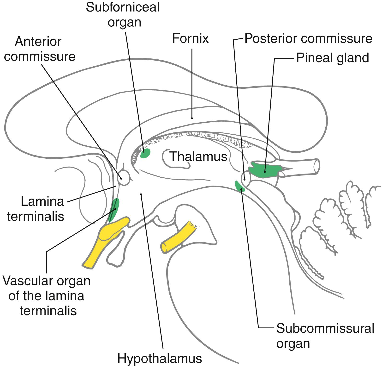 Fig. 15.3, Midsagittal view showing the locations of circumventricular organs.
