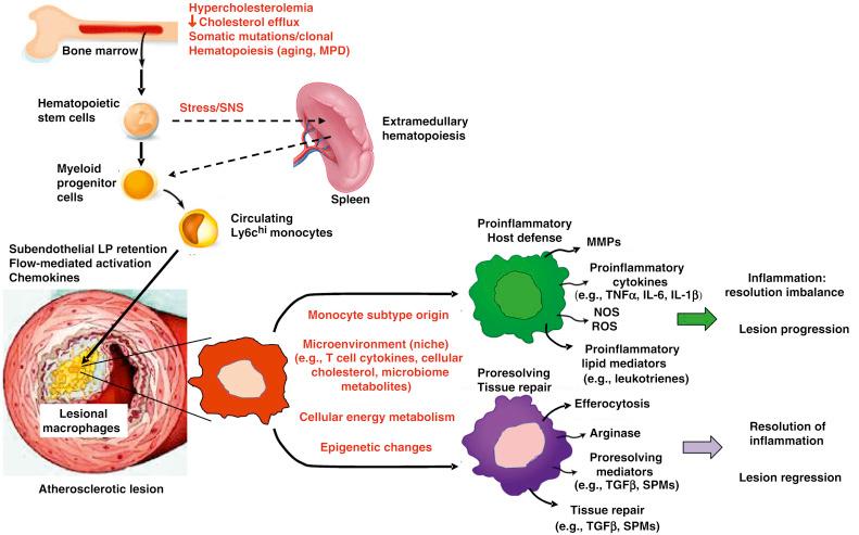 Fig. 66.3, Regulation of innate immune processes related to monocyte-macrophages in atherosclerosis.