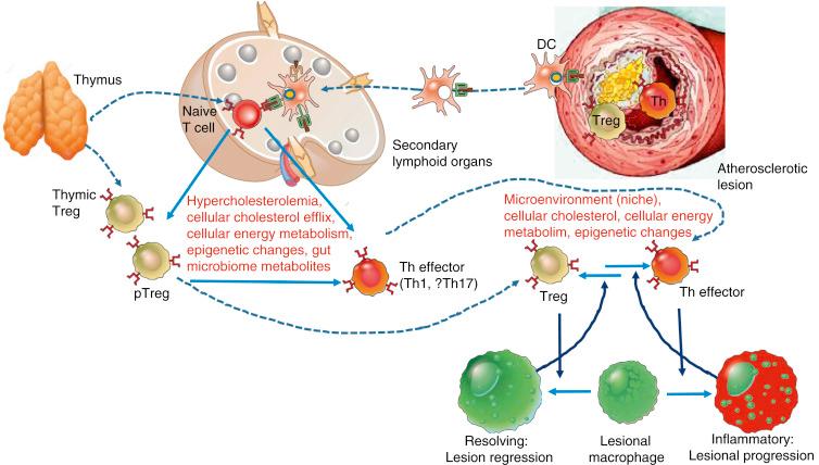 Fig. 66.4, Regulation and impact of adaptive immune processes related to T cells in atherosclerosis.
