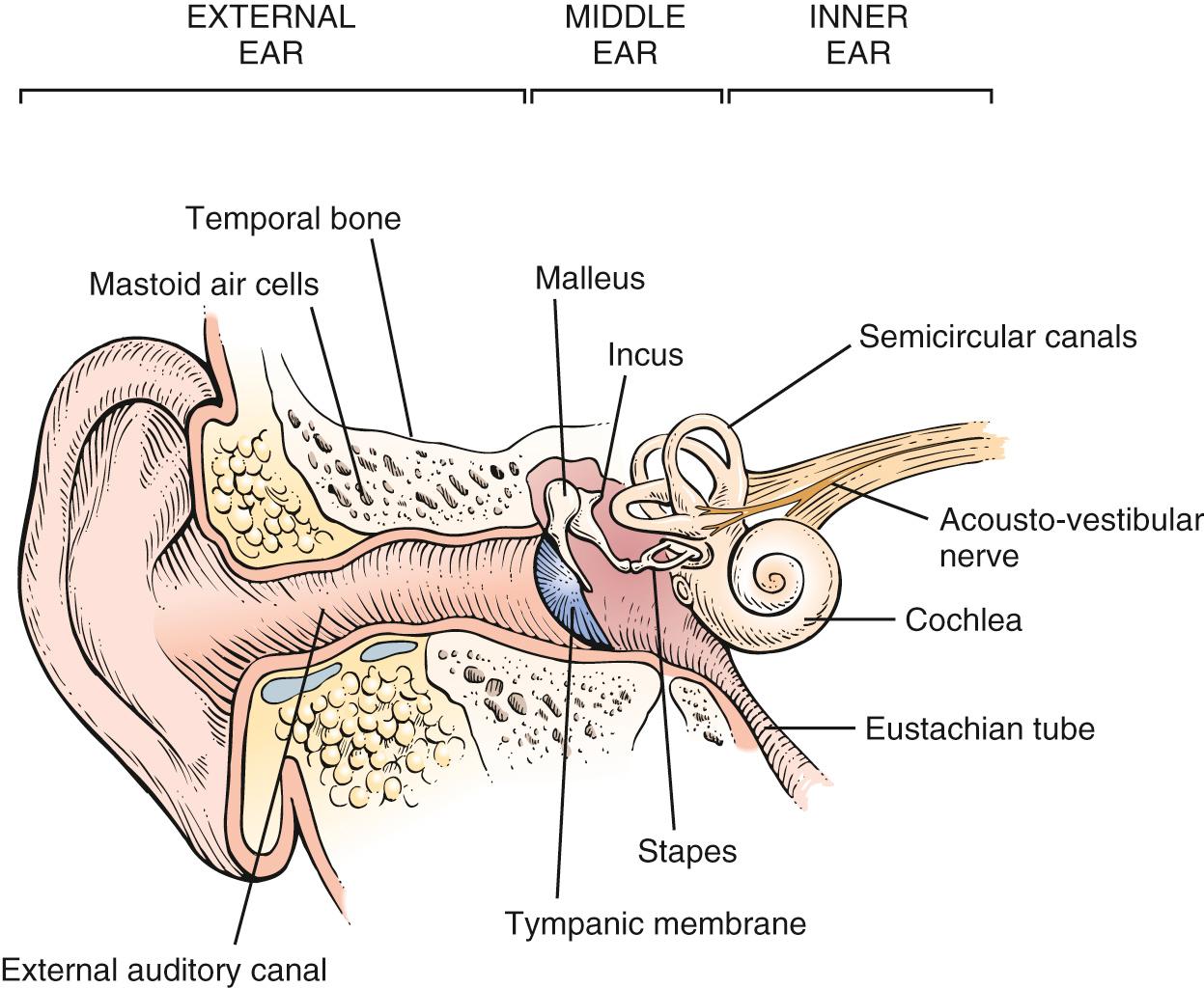 Fig. 11.1, Cross-Sectional View Through the Ear.