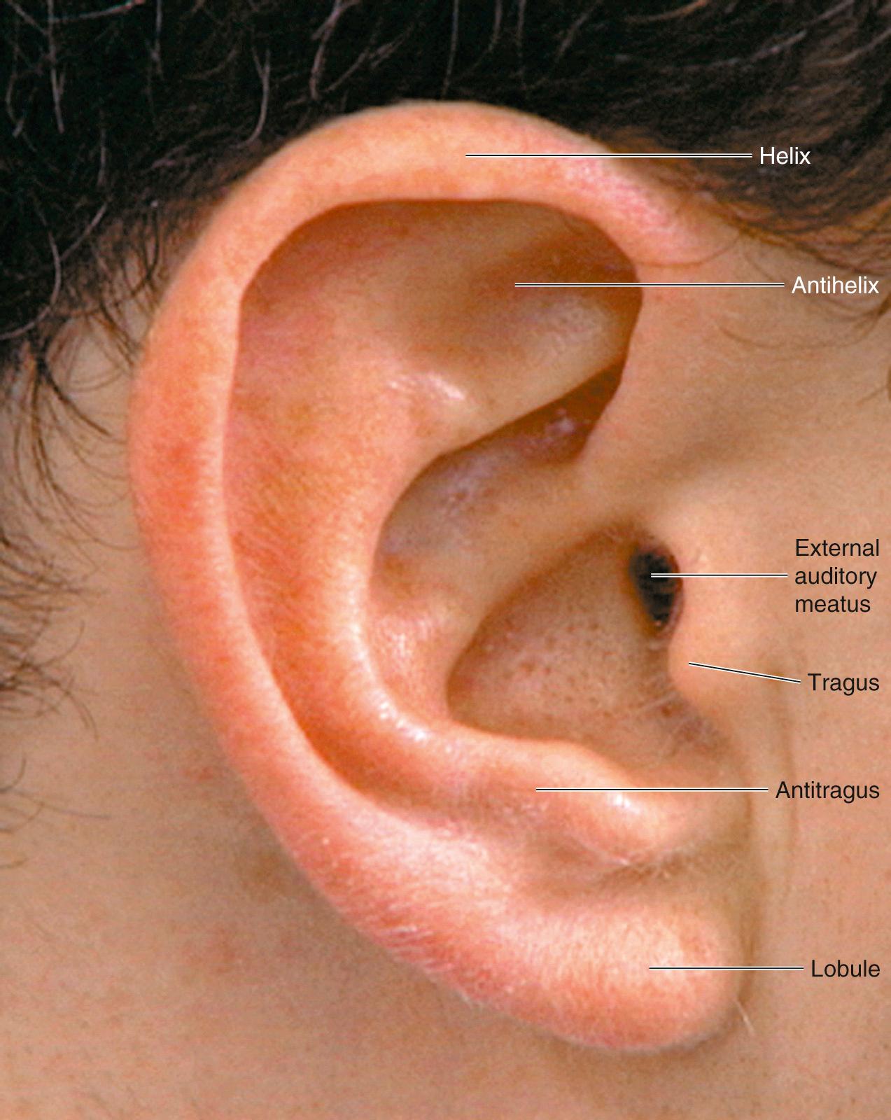 Fig. 11.2, Landmarks of the Pinna.