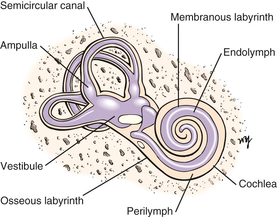 Fig. 11.6, Cross-Sectional View Through the Cochlea.