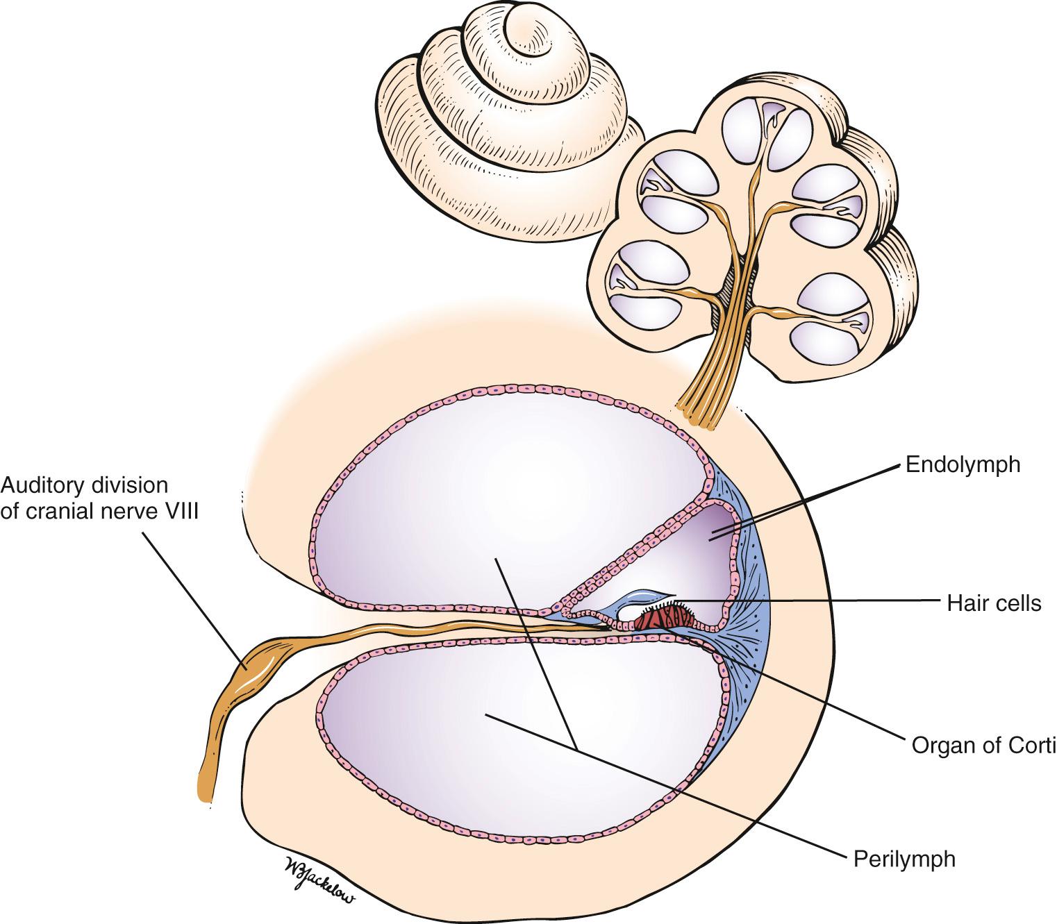 Fig. 11.7, Cross-Sectional View Through the Cochlear Duct.