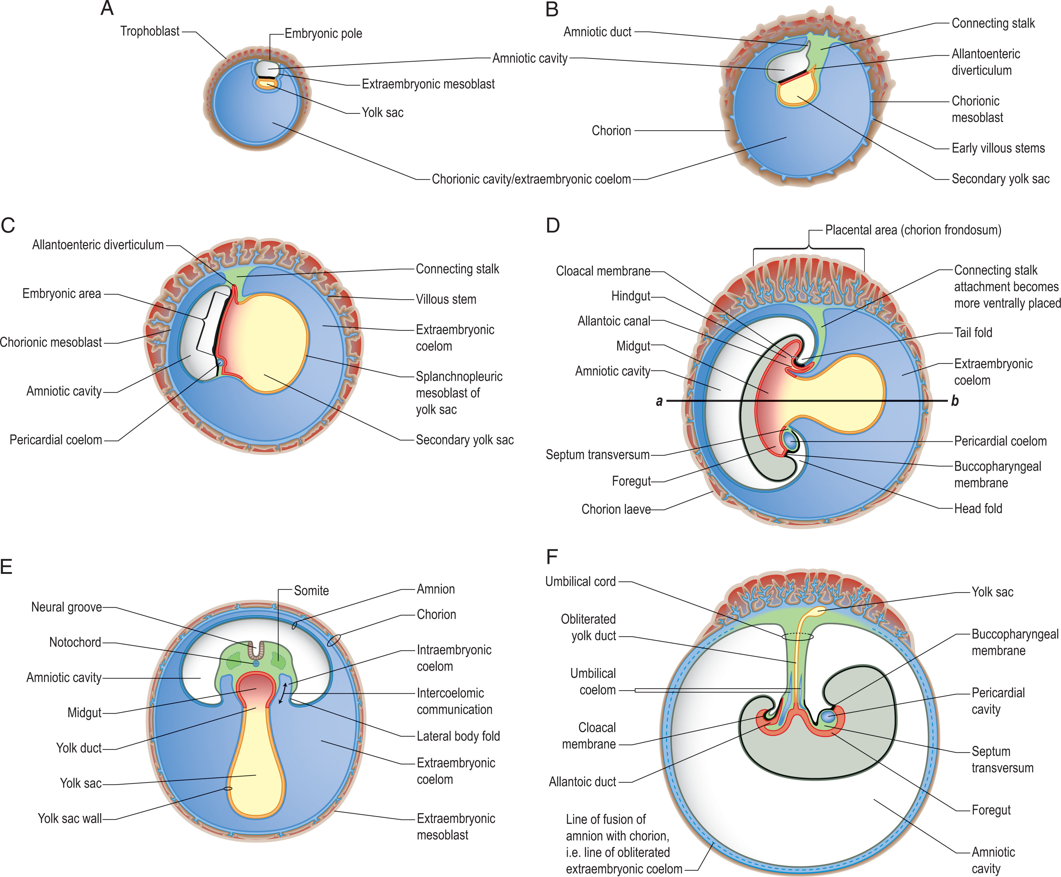 Fig. 49.2, When implantation is complete, the trophoblast has formed primary villi, which initially encircle the early gestational sac. Within the conceptus, the inner cell mass matures into the bilaminar embryonic disk, the future embryo, and the primary yolk sac. At approximately 23 days of menstrual age, the primary yolk sac is pinched off by the extraembryonic coelom, forming the secondary yolk sac.