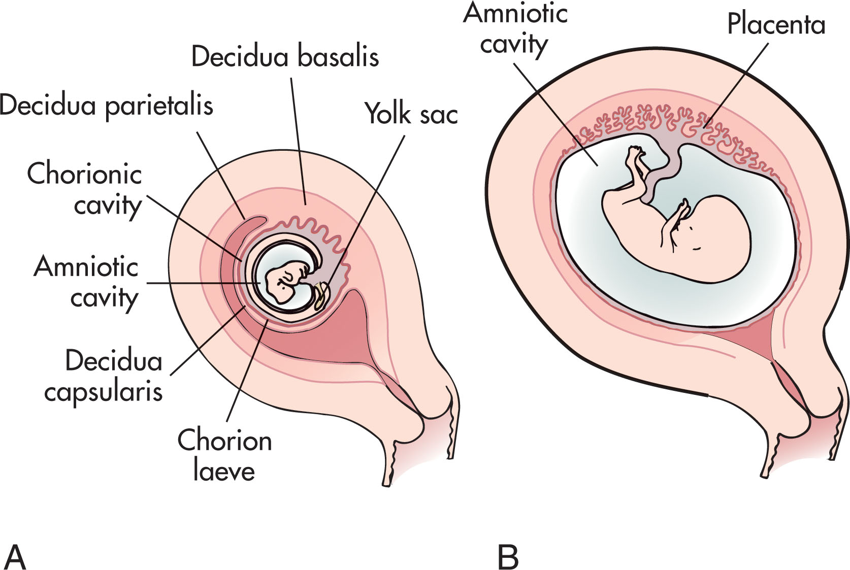 Fig. 49.7, Relation of the fetal membranes and the wall of the uterus.