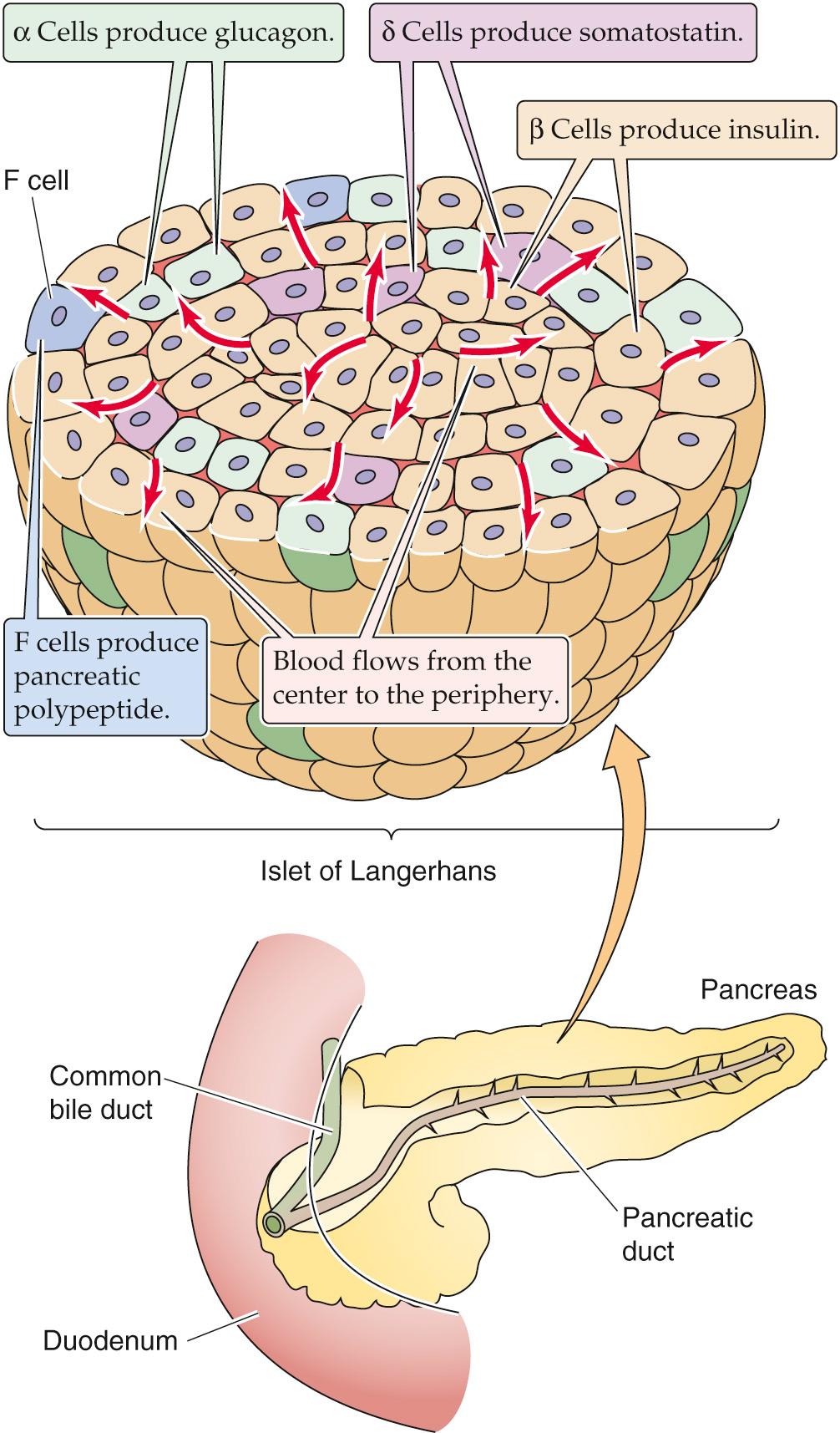 Figure 51-1, Islet of Langerhans. The distribution of cell types is representative of islets from ~90% of the human pancreas, which arises embryologically from the dorsal pancreatic bud. In the other islets (not shown), F cells dominate.