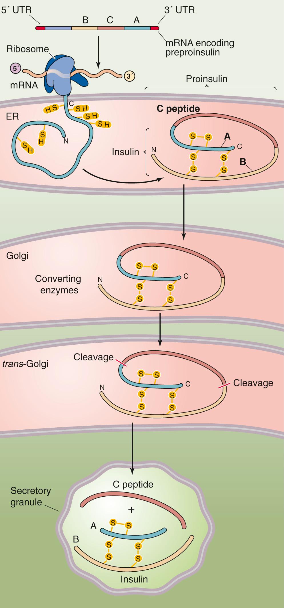 Figure 51-2, Synthesis and processing of the insulin molecule. The mature mRNA of the insulin gene product contains a 5′ untranslated region (UTR); nucleotide sequences that encode a 24–amino-acid leader sequence, as well as B, C, and A peptide domains; and a 3′ UTR. Together, the leader plus the B, C, and A domains constitute preproinsulin. During translation of the mRNA, the leader sequence is cleaved in the lumen of the rough endoplasmic reticulum (ER). What remains is proinsulin, which consists of the B, C, and A domains. Beginning in the trans Golgi, proteases cleave the proinsulin at two sites, releasing the C peptide as well as the mature insulin molecule, which consists of the B and A chains that are connected by two disulfide bonds. The secretory granule contains equimolar amounts of insulin and the C peptide, as well as a small amount of proinsulin. These components all are released into the extracellular space during secretion.