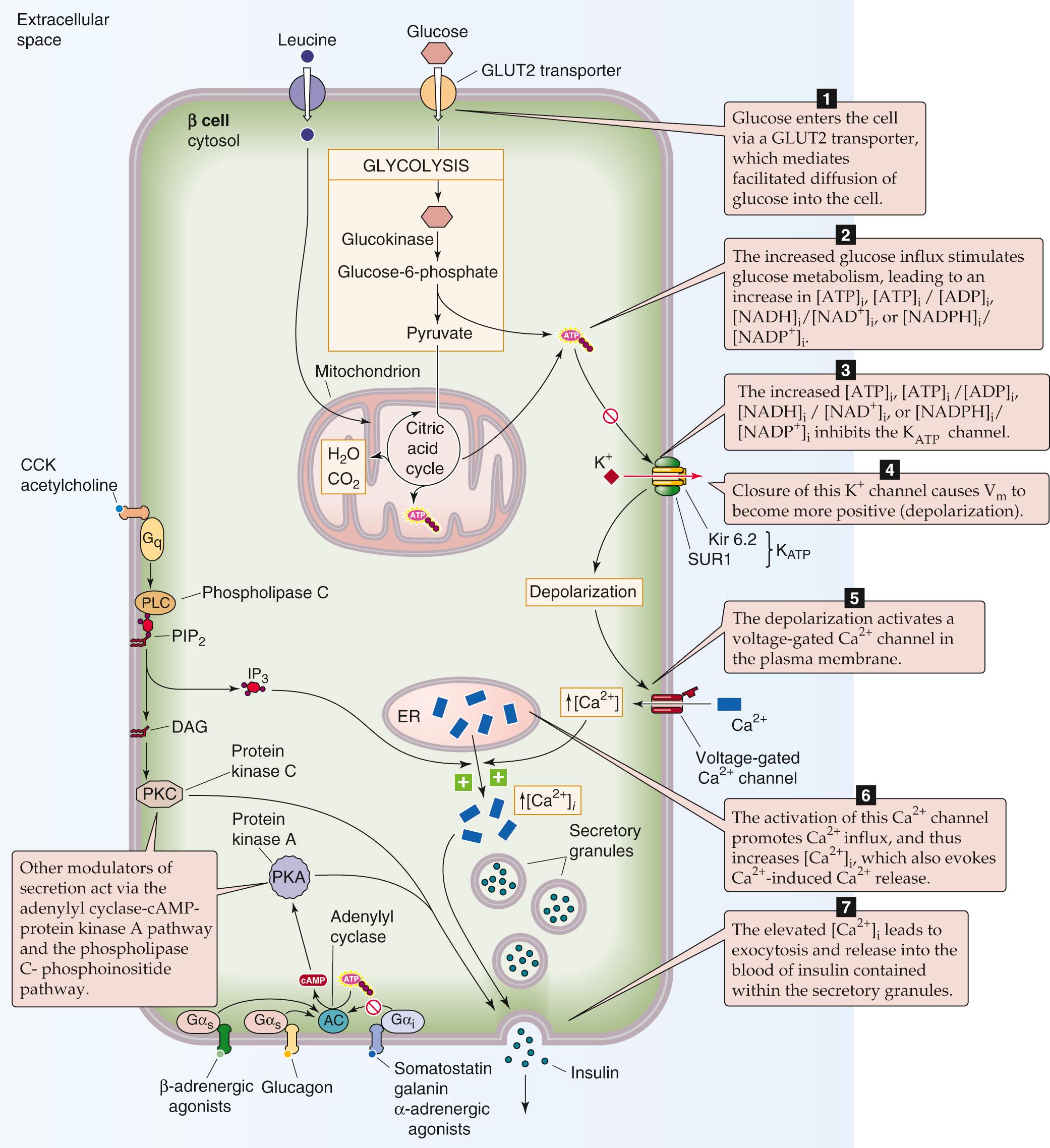 Figure 51-4, Mechanism of insulin secretion by the pancreatic β cell. Increased levels of extracellular glucose trigger the β cell to secrete insulin in the seven steps outlined in this figure. Metabolizable sugars (e.g., galactose and mannose) and certain amino acids (e.g., arginine and leucine) can also stimulate the fusion of vesicles that contain previously synthesized insulin. In addition to these fuel sources, certain hormones (e.g., glucagon, somatostatin, cholecystokinin [CCK]) can also modulate insulin secretion. ER, endoplasmic reticulum; IP 3 , inositol 1,4,5-trisphosphate; PLC, phospholipase C.