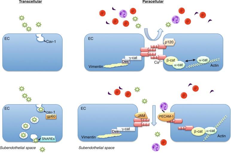 Fig. 2.1, Transendothelial Transport Mechanisms.