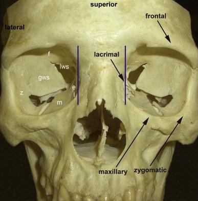 The Extraocular Muscles - Clinical Tree