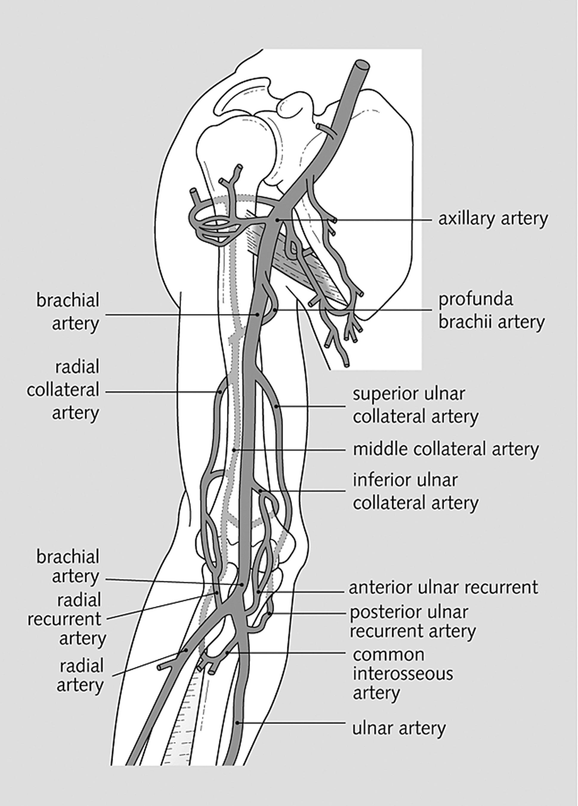 Fig. 19.1, Brachial artery and its branches.