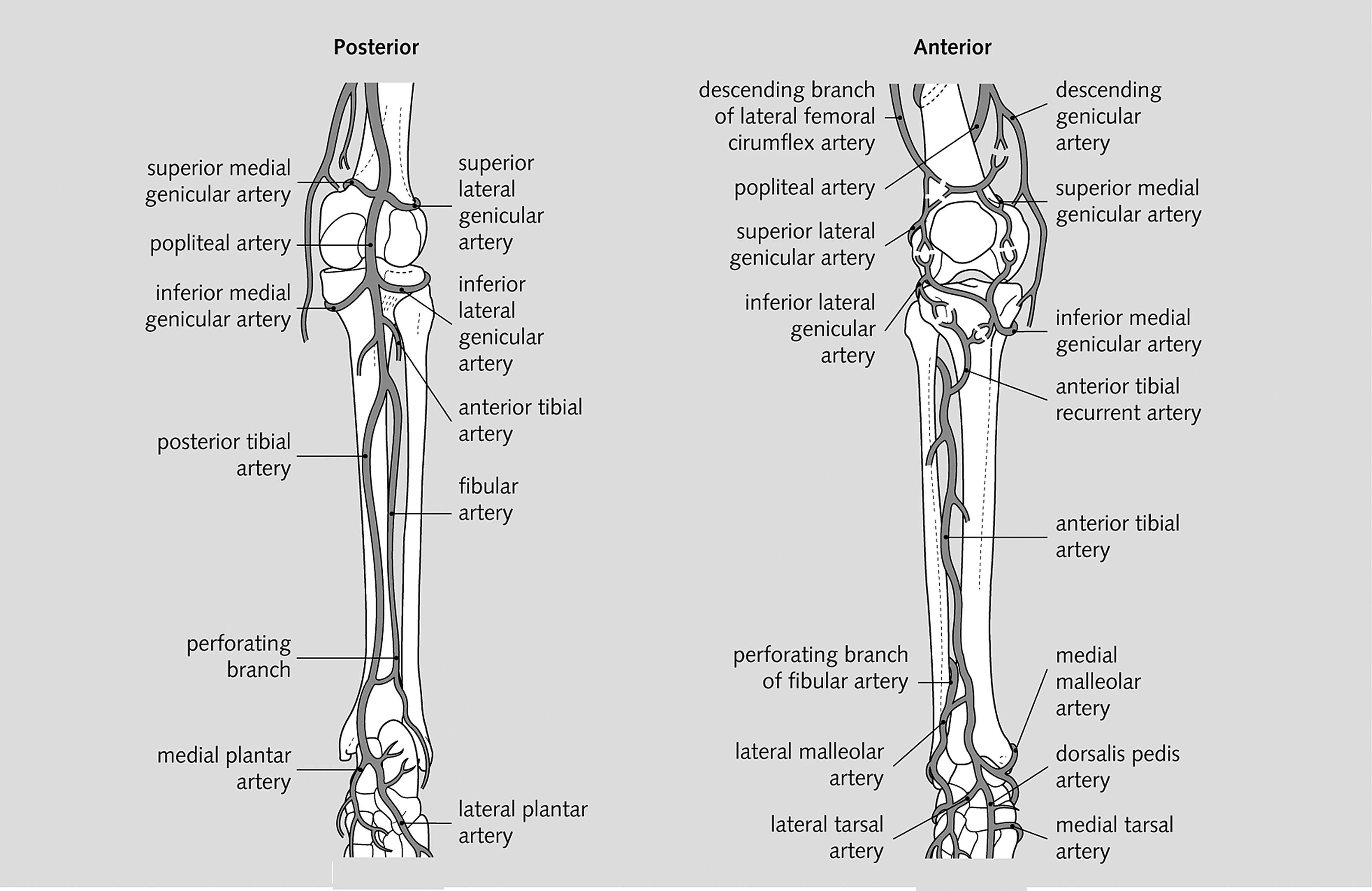 Fig. 19.2, Arterial supply to the posterior and anterior compartments of the leg.