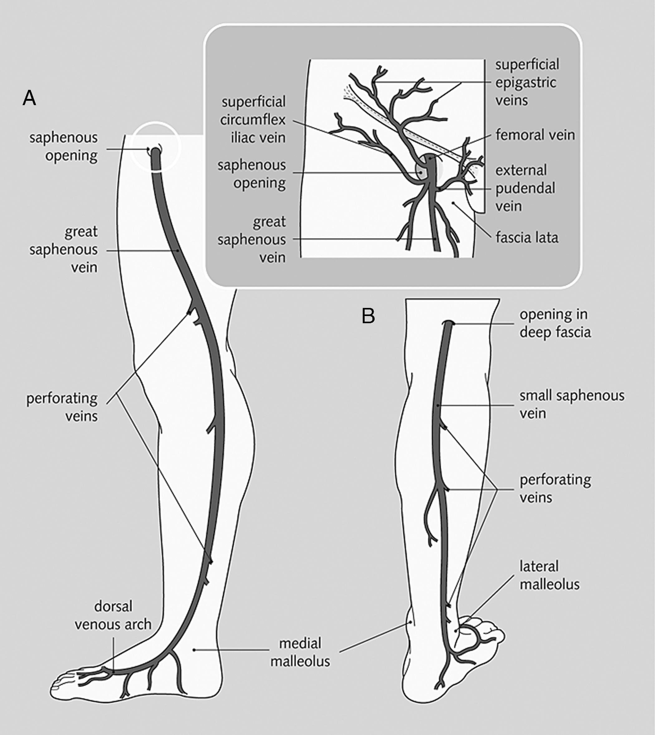 Fig. 19.3, Great (A) and small (B) saphenous veins and their tributaries.