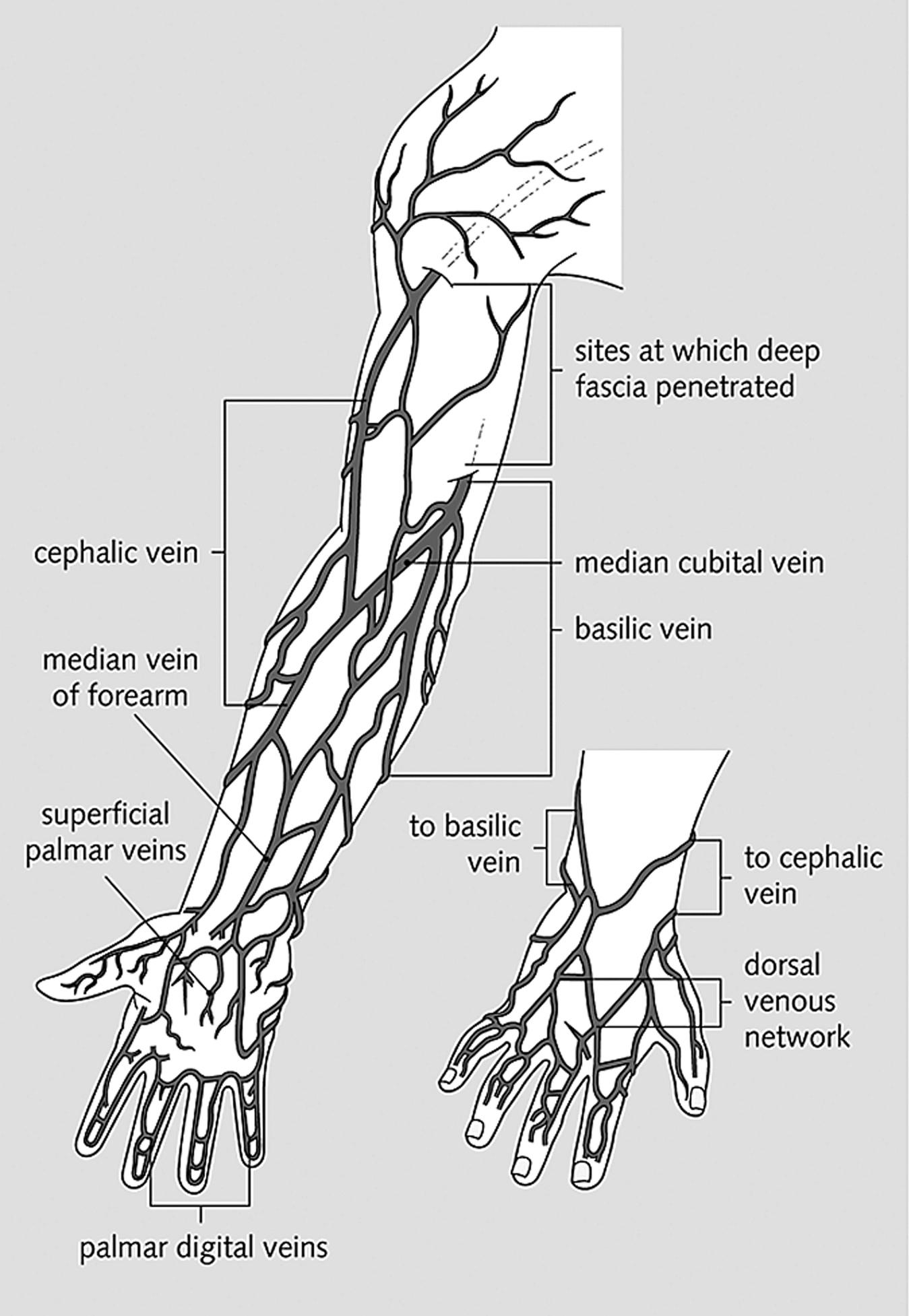 Fig. 19.4, Superficial venous drainage of the upper limb.