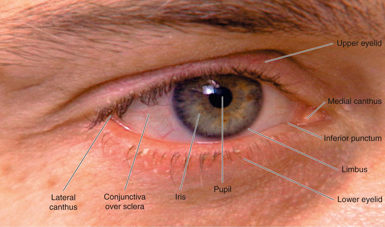 Fig. 10.1, External Landmarks of the Eye.