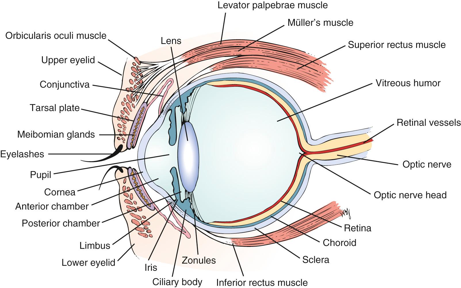 Fig. 10.2, Cross-Sectional Anatomy of the Eye.