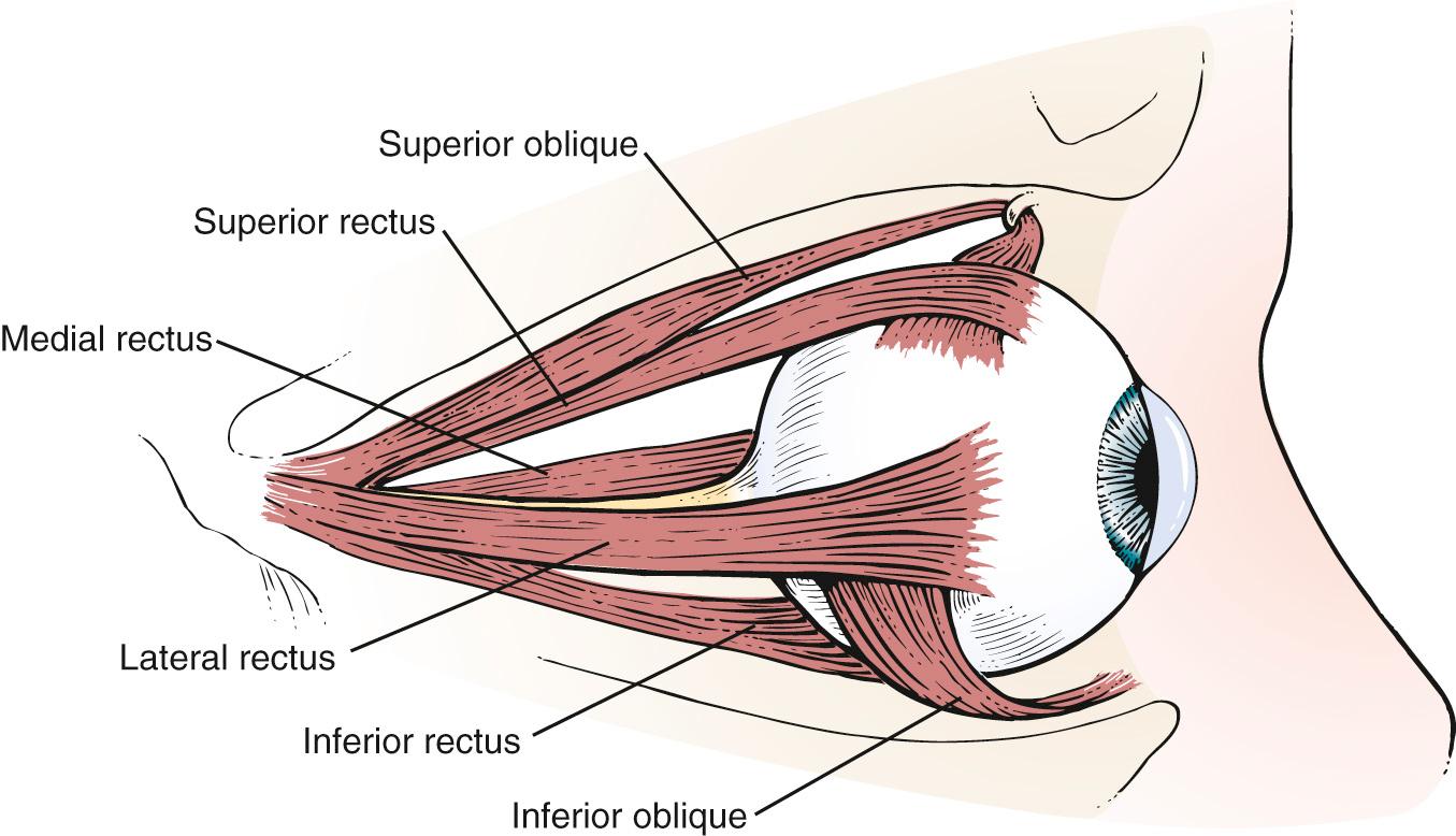 Fig. 10.3, The Extraocular Muscles.