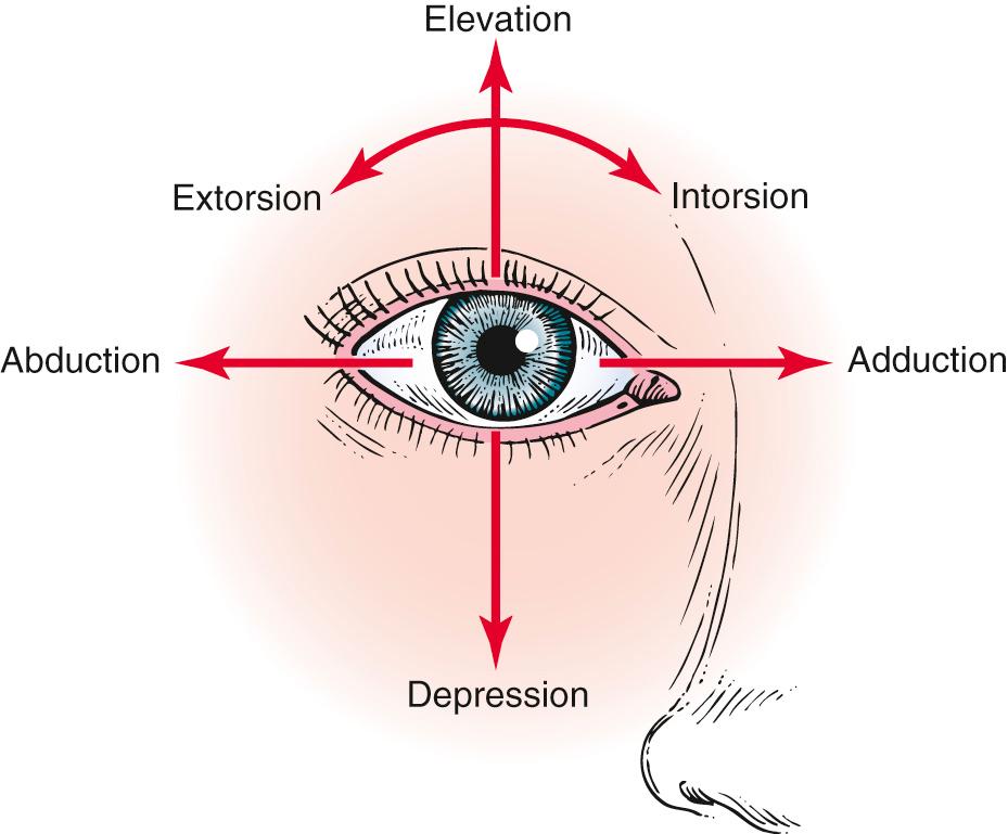 Fig. 10.4, Extraocular Movements.