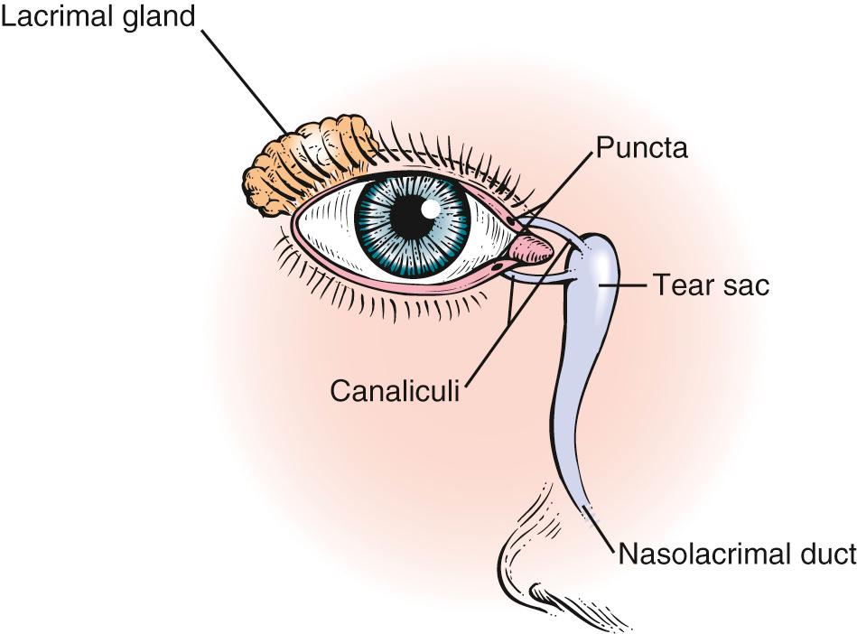 Fig. 10.5, The Lacrimal Apparatus.