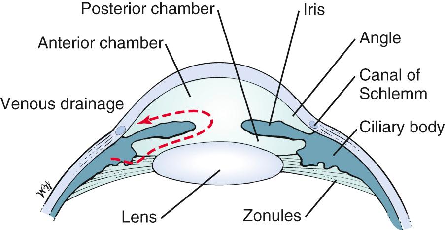 Fig. 10.6, Cross Section of the Normal-Angle Structures, Showing the Flow of Aqueous Humor.