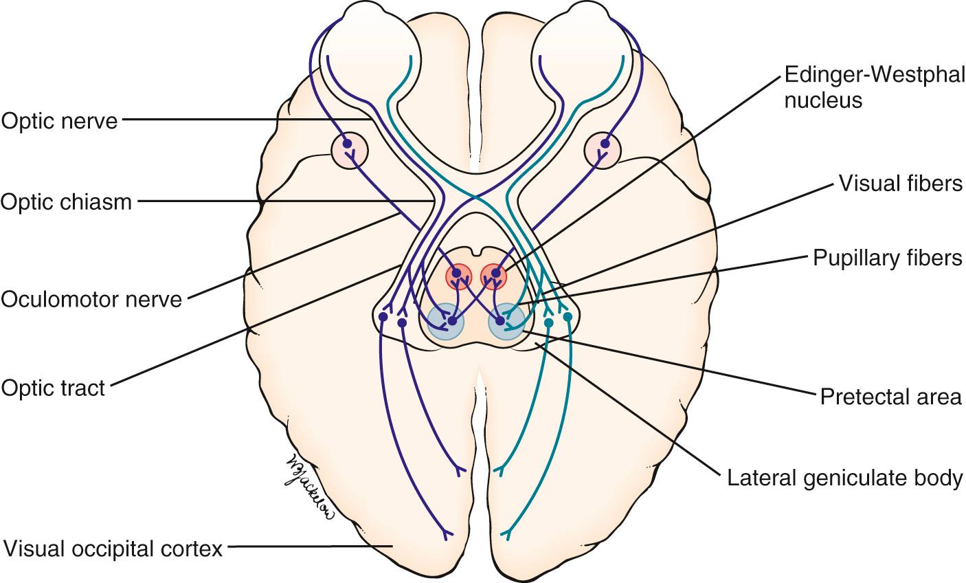 Fig. 10.7, The Pupillary Light Reflex.