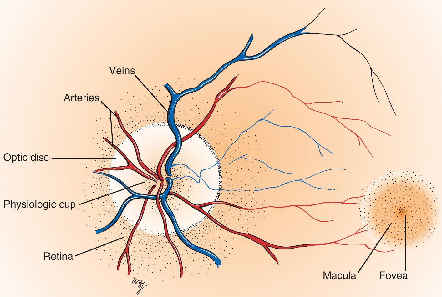 Fig. 10.8, The Retina of the Left Eye.
