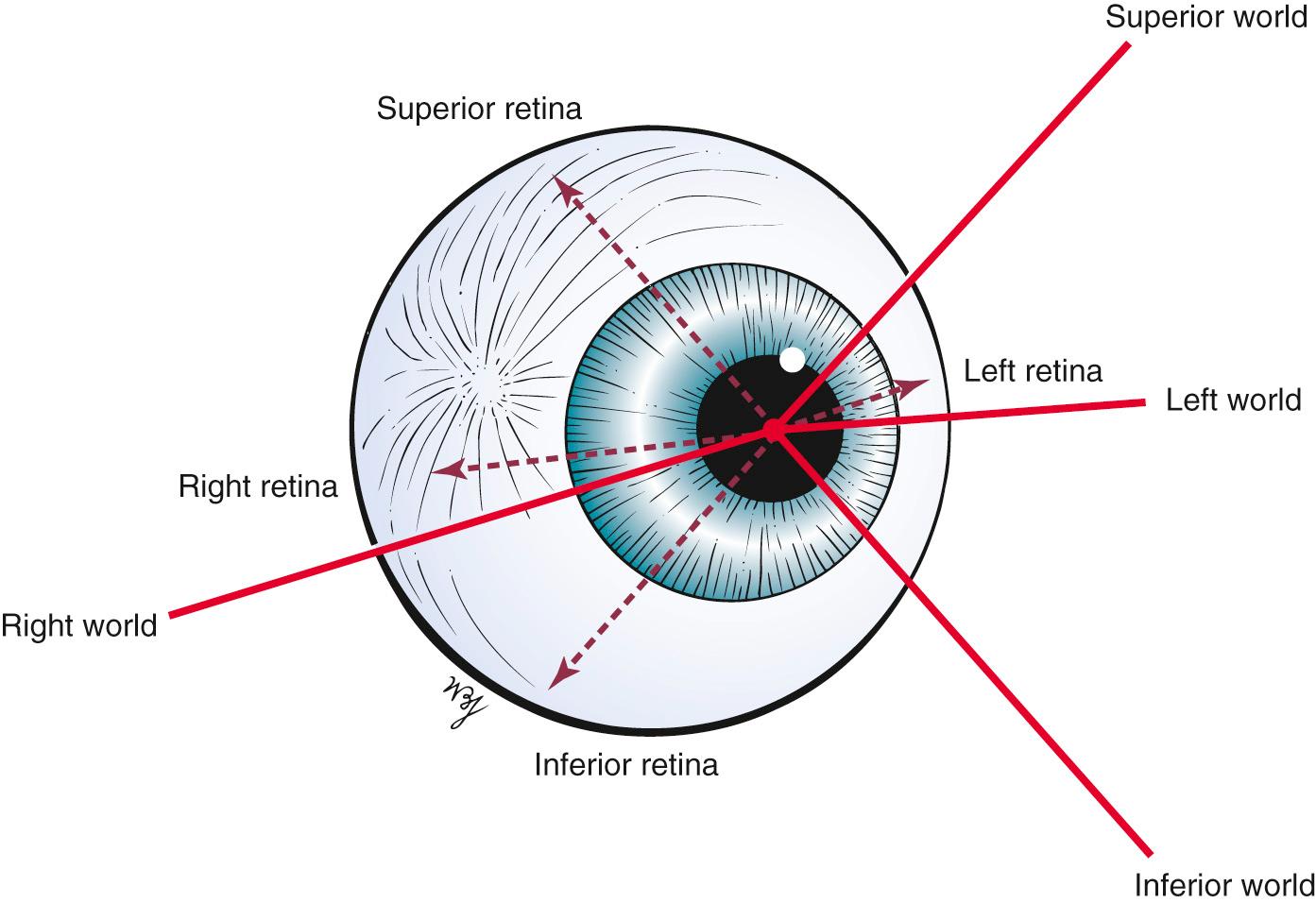 Fig. 10.9, How Images Strike the Retina.