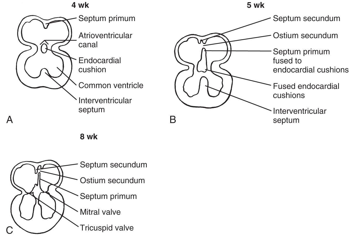 FIG. 37.25, Normal Development of Endocardial Cushions.