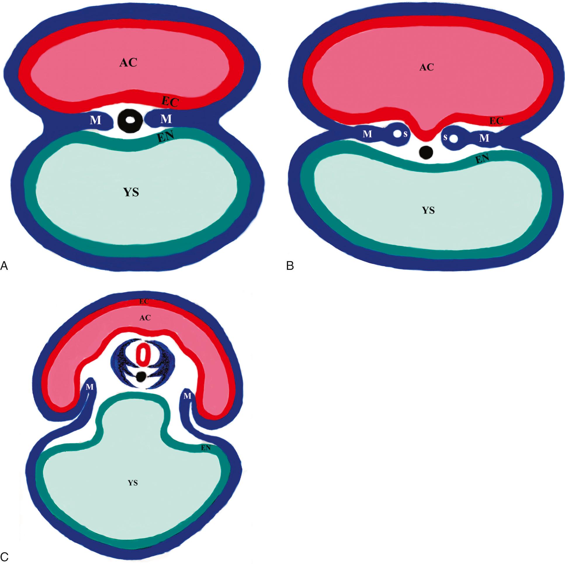 FIG. 35.1, Cross Section of Trilaminar Embryonic Disc (Germ Disc).