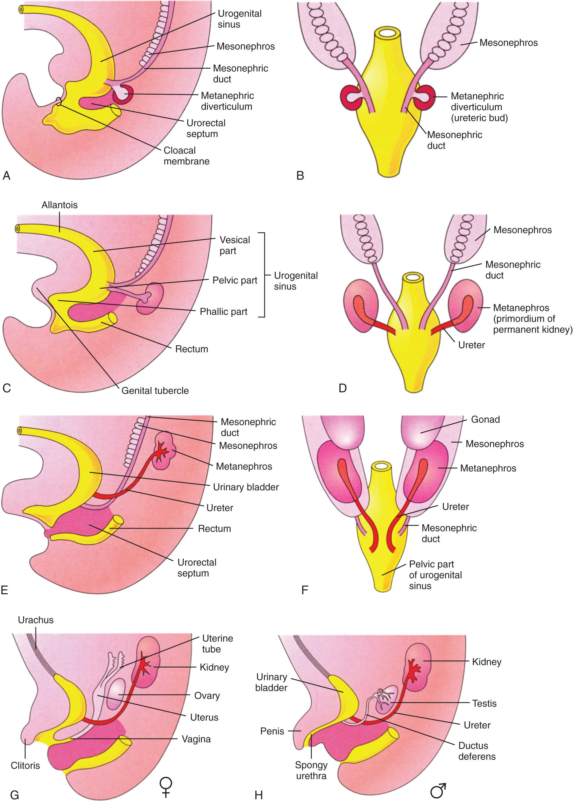 FIG. 39.1, Embryology of the Urinary Tract.