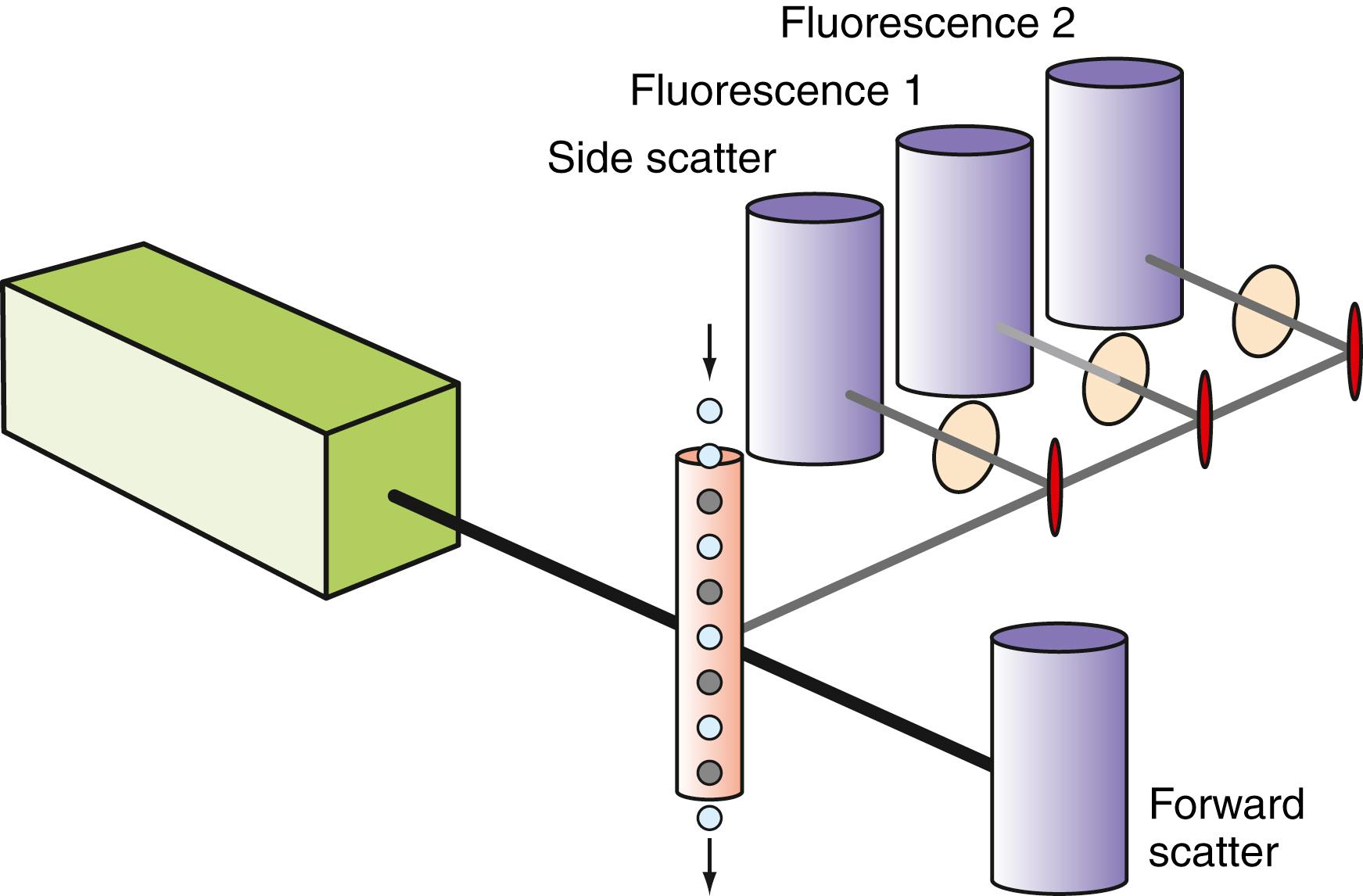 Figure 35.1, Schematic of a flow cytometer. A flowing stream of particles (center) is illuminated by a laser (left) and the resulting low angle (forward scatter) or right angle (side scatter) light scatter is collected by appropriately positioned detectors. In addition, fluorescent molecules attached to the particles may be excited by the laser light and the resulting emission routed through a series of optical mirrors and filters to the appropriate detectors (fluorescence 1 and fluorescence 2).