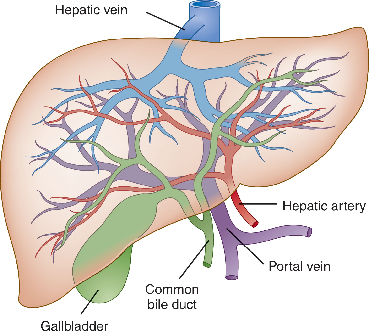 Fig. 10.2, Vascular and ductal system of the liver and gallbladder.