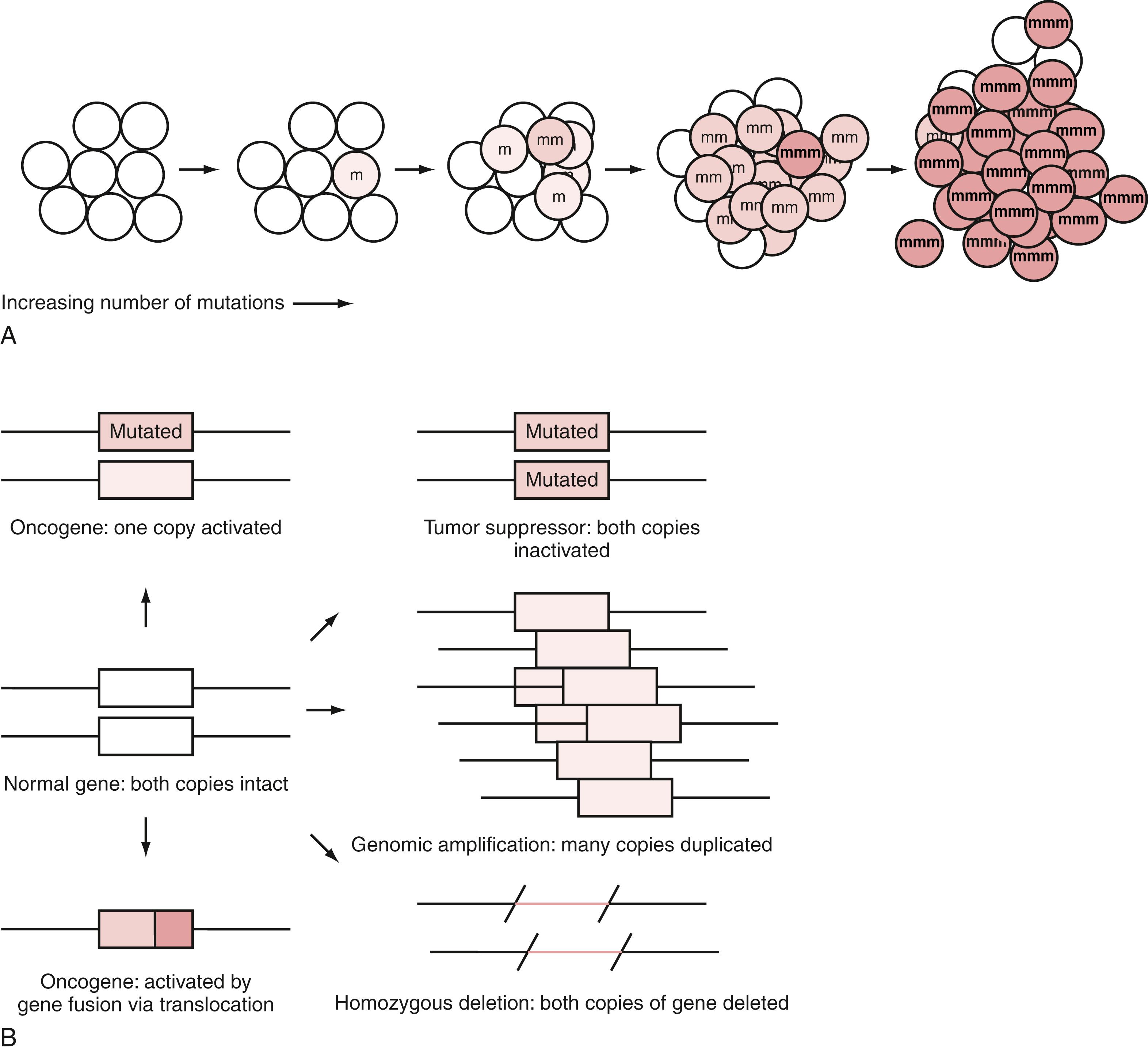 Figure 137.1, Basic concepts in cancer genetics.