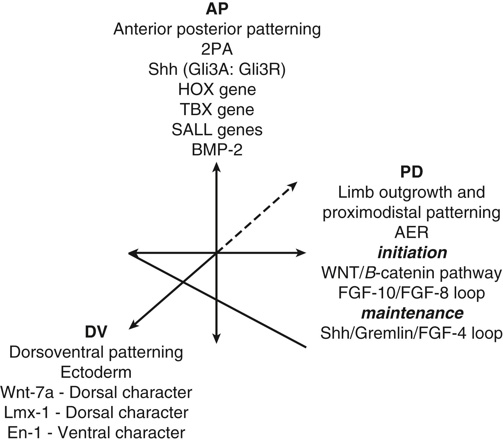 Fig. 137.2, Three major limb axes. As the limb bud grows, it develops asymmetries along the proximodistal (PD) , anteroposterior (AP) , and dorsoventral (DV) axes. The genes encoding the important signals that initiate and maintain these axes often interact and feedback, resulting in effects that are not confined to one direction of growth. AER, Apical ectodermal ridge; BMP, bone morphogenetic protein; En, engrailed; FGF , fibroblast growth factor; GLI3A, GLI3 activate; GLI3R, GLI3 repress; Hox, homeobox-containing gene; SALL, Sal-like gene; Shh , sonic hedgehog; TBX, T-box genes; Wnt, wingless; ZPA, zone of polarizing activity.