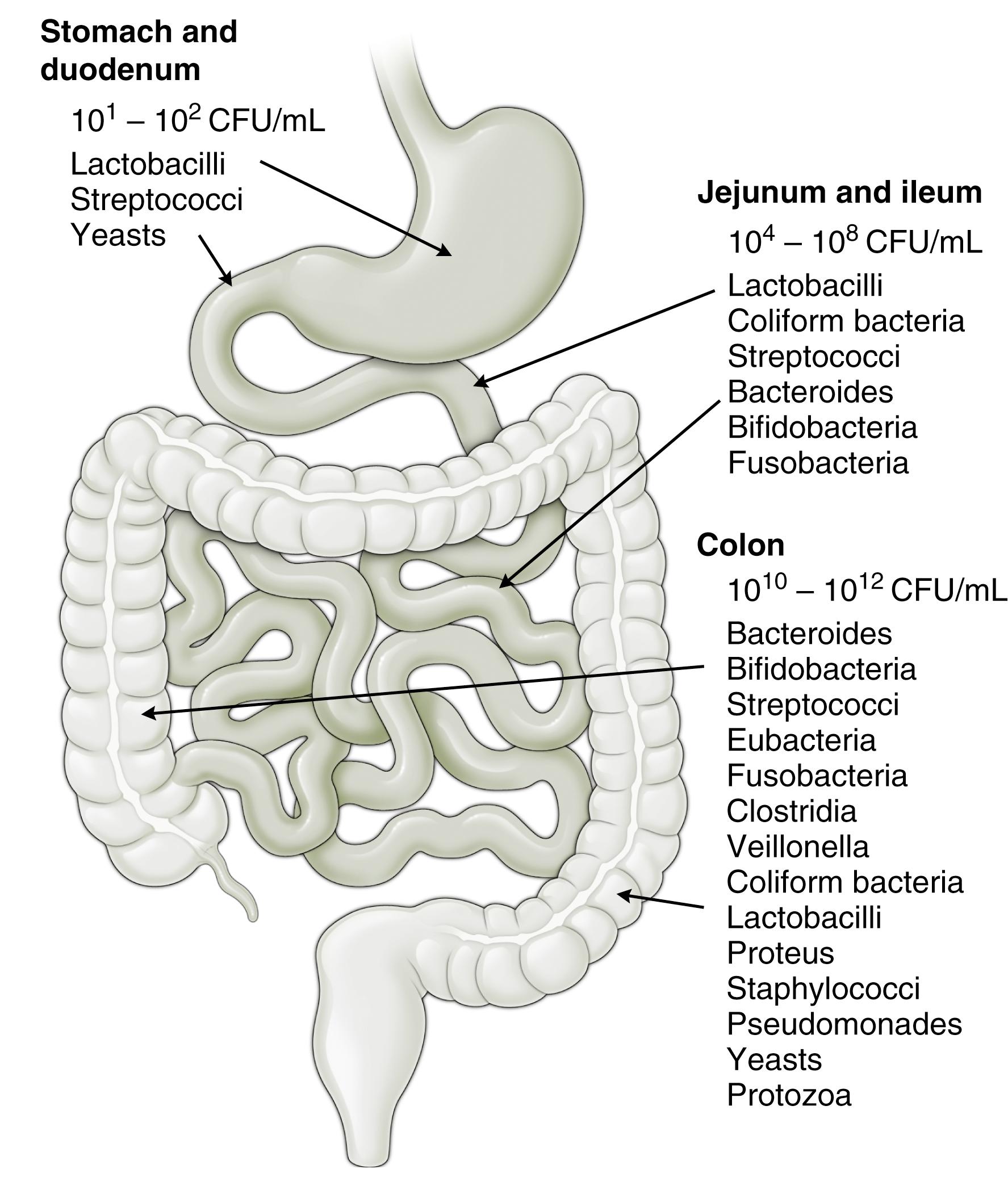 Fig. 4.1, Gut Microbiota.