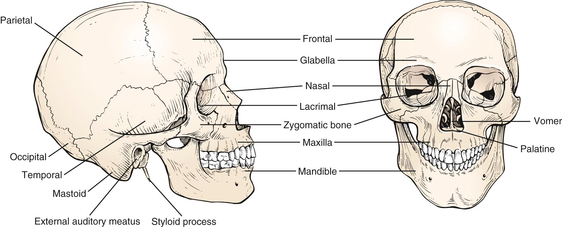 Fig. 9.1, Bones of the Face and Skull.