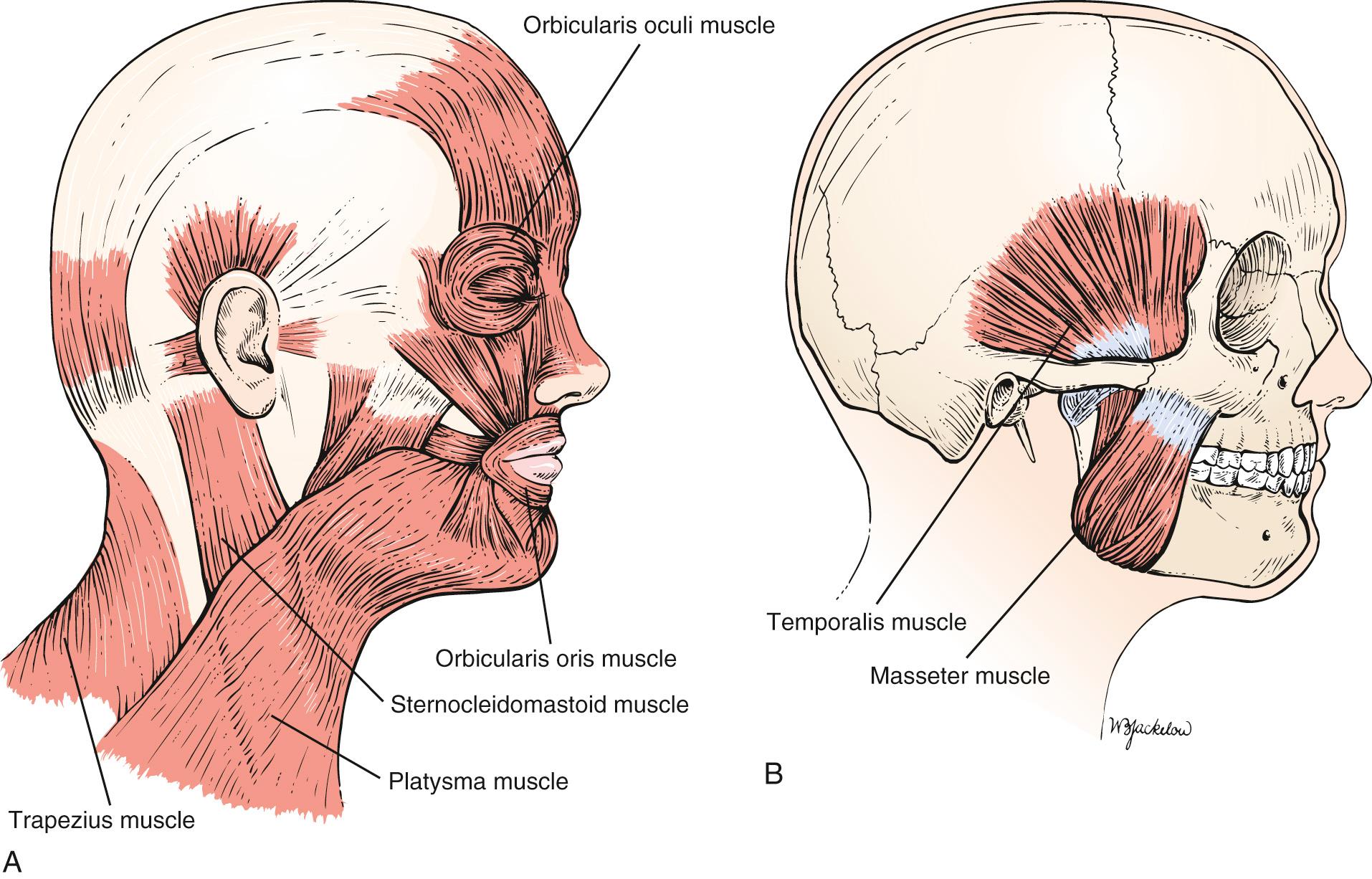 Fig. 9.2, Muscles of the Face and Skull.