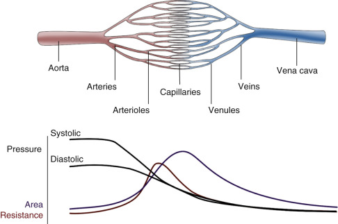 FIG. 1.1, This diagram is a simplified representation of the relative differences in pressure, effective resistance, and overall vessel cross-luminal area at the different levels of the circulation. The curves on the bottom correspond to the respective levels of the circulation shown above. For example, the effective area of the circulation is greatest at the capillary level, whereas the resistance peaks in the small arteries and arterioles.