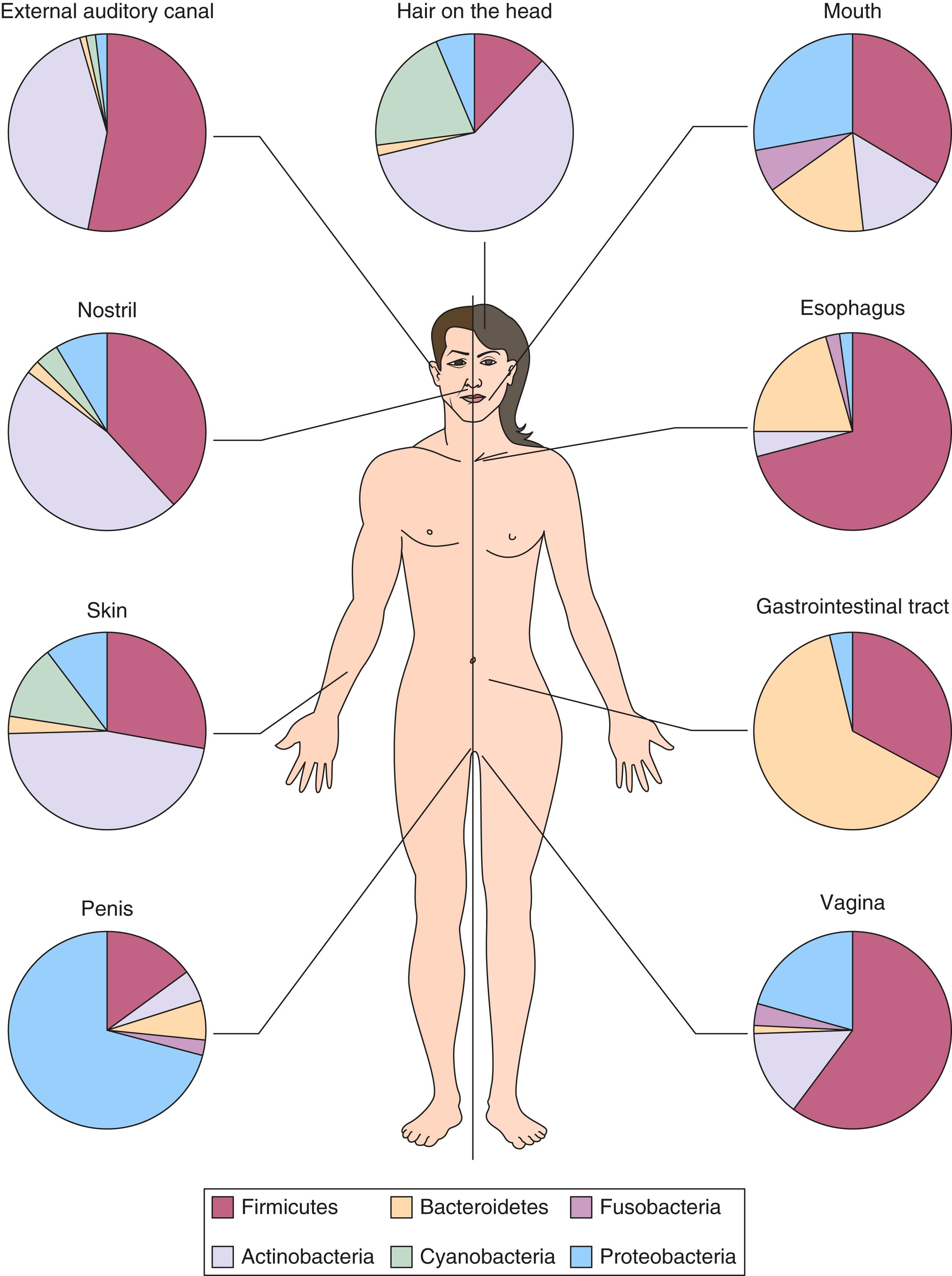 FIGURE 257-1, The relative abundances of the six dominant bacterial phyla in different body sites.